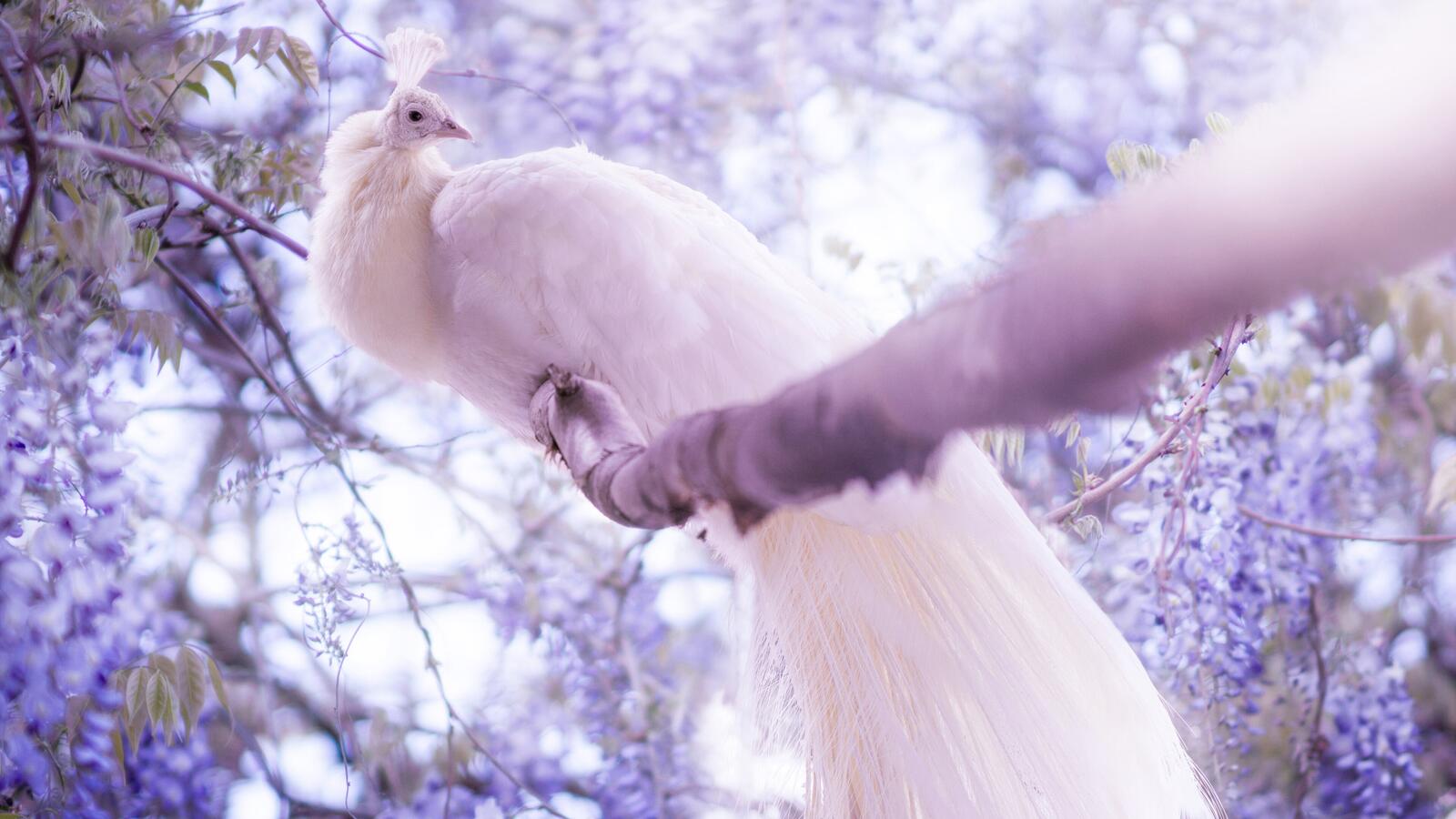Wallpapers wallpaper white peacock majestic feather on the desktop