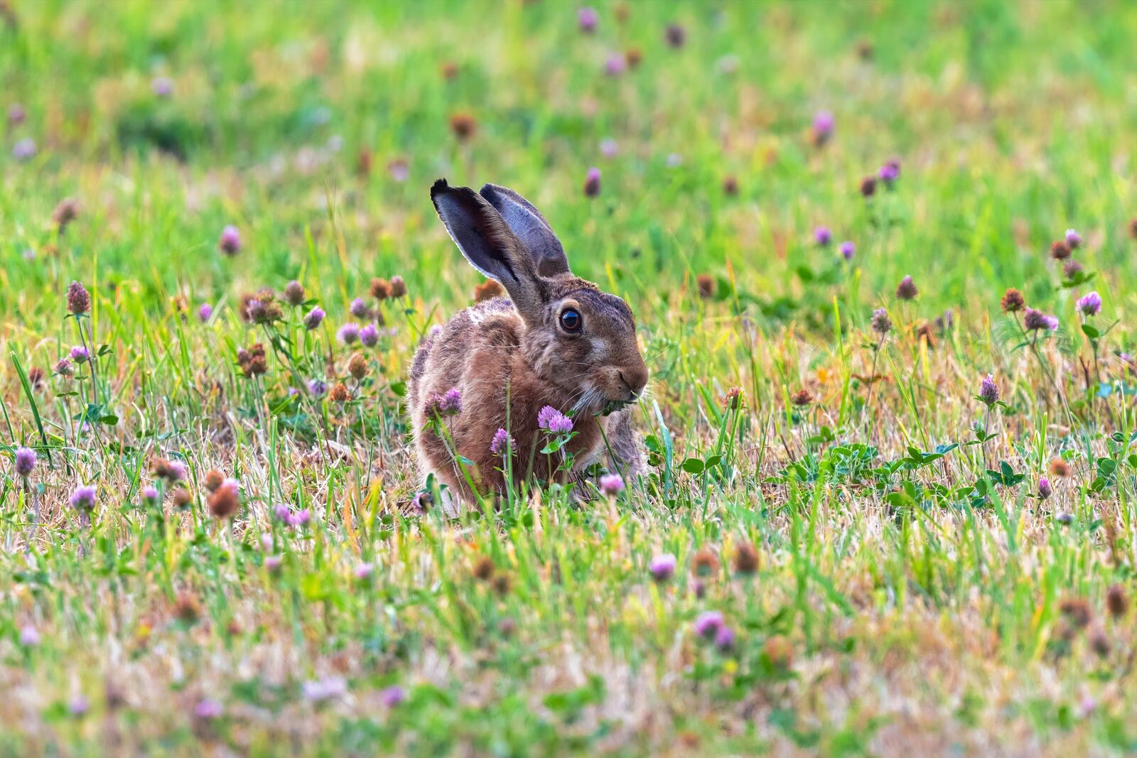 Wallpapers rabbit hare animals on the desktop
