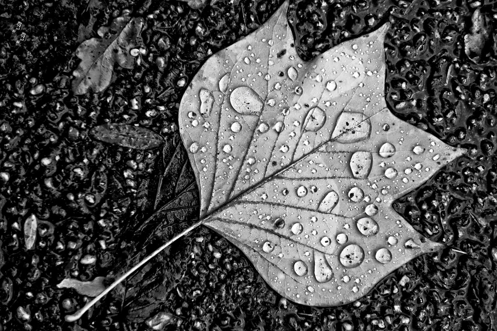 Free photo Autumn leaf in the rain in a black and white photo