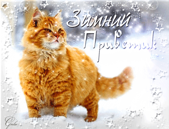 Postcard card wednesday greeting cards with wishes in pictures with the first snow funny animated pictures red cat - free greetings on Fonwall