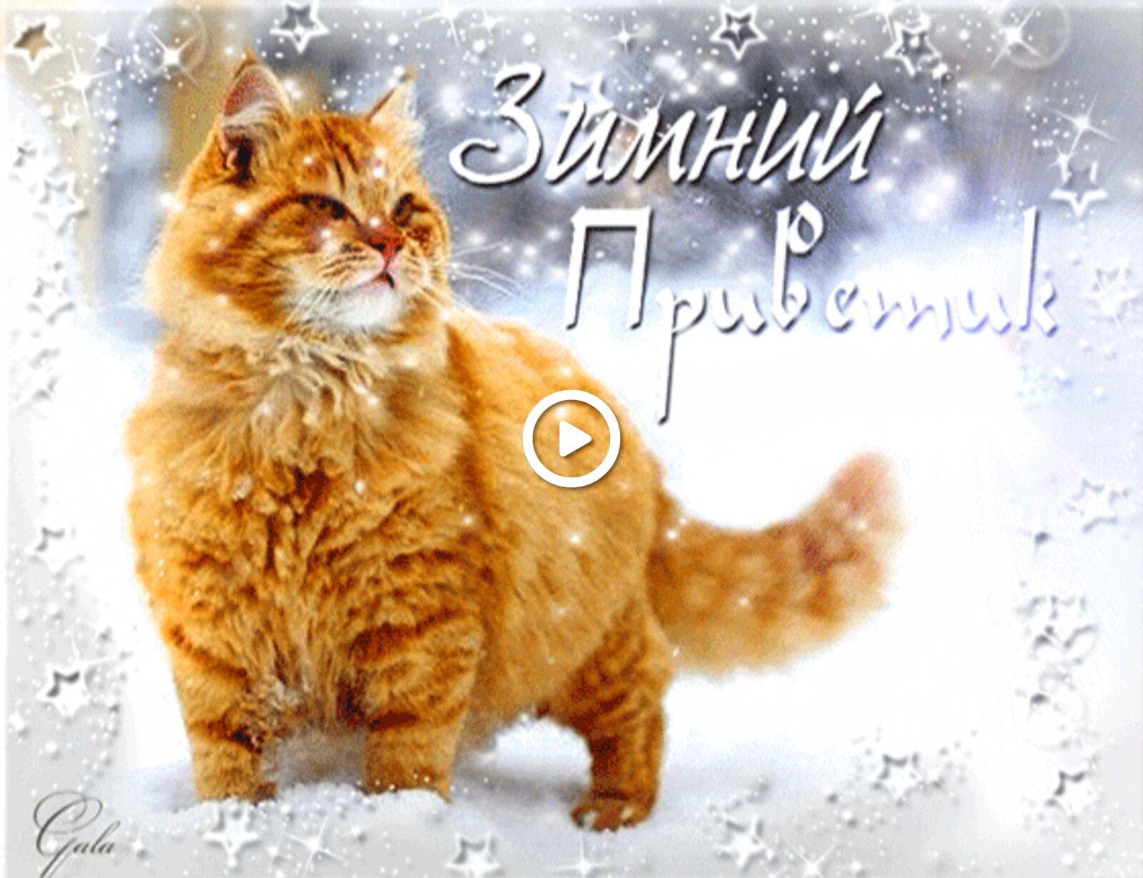 wednesday greeting cards with wishes in pictures with the first snow funny animated pictures red cat