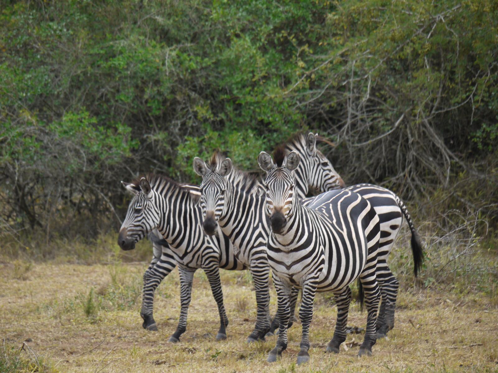 Wallpapers wildlife africa walk on the desktop