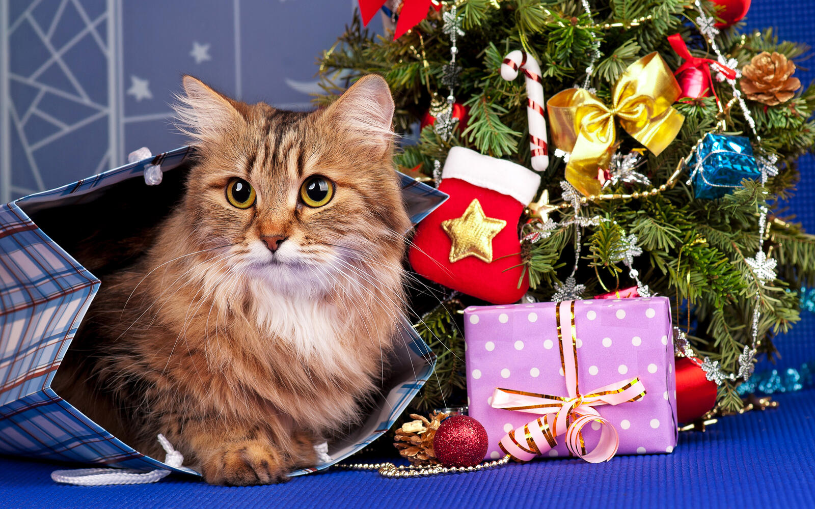 Wallpapers domestic cat new years toys holiday on the desktop