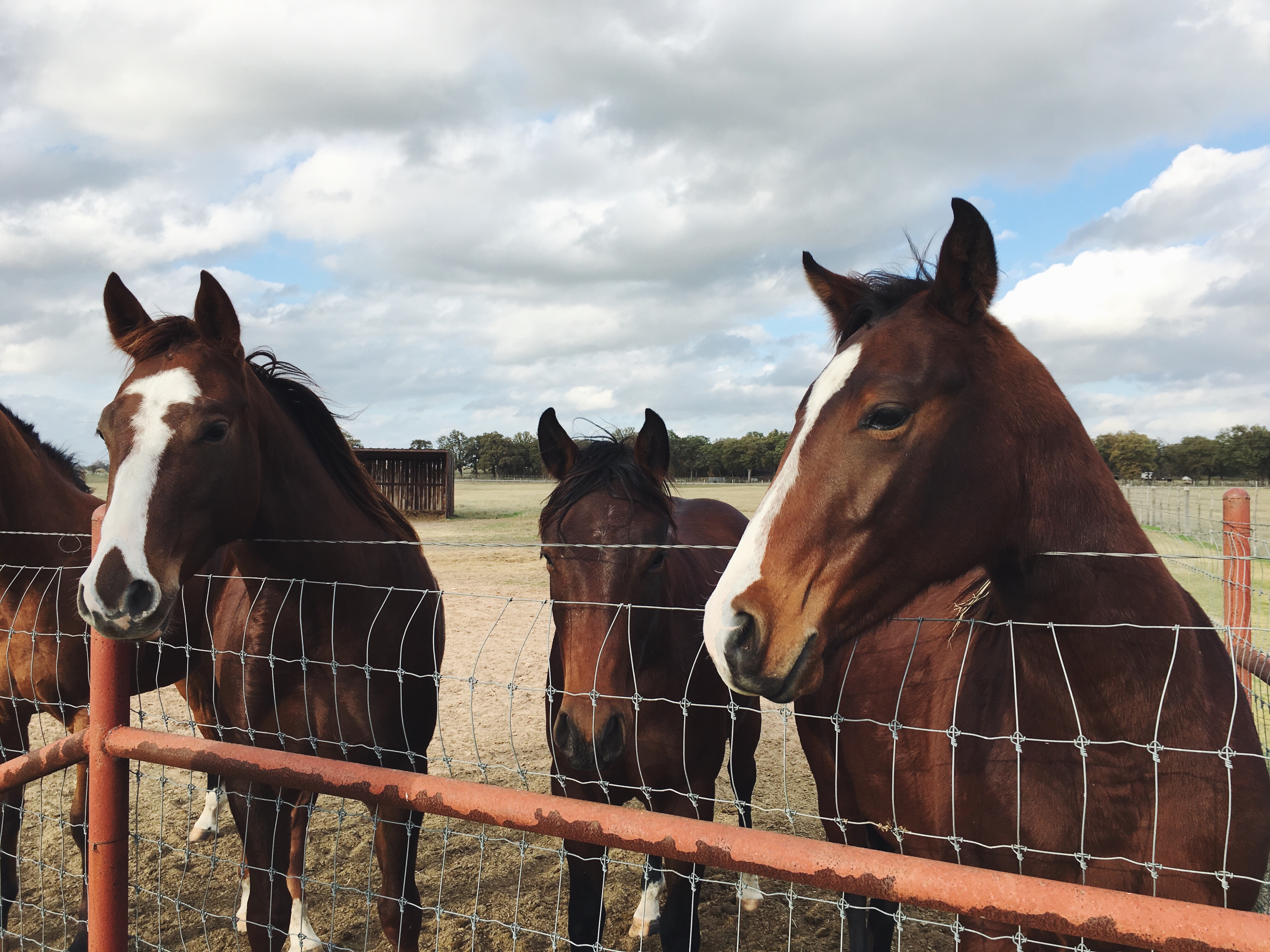 Photo free fence, animal, ranch