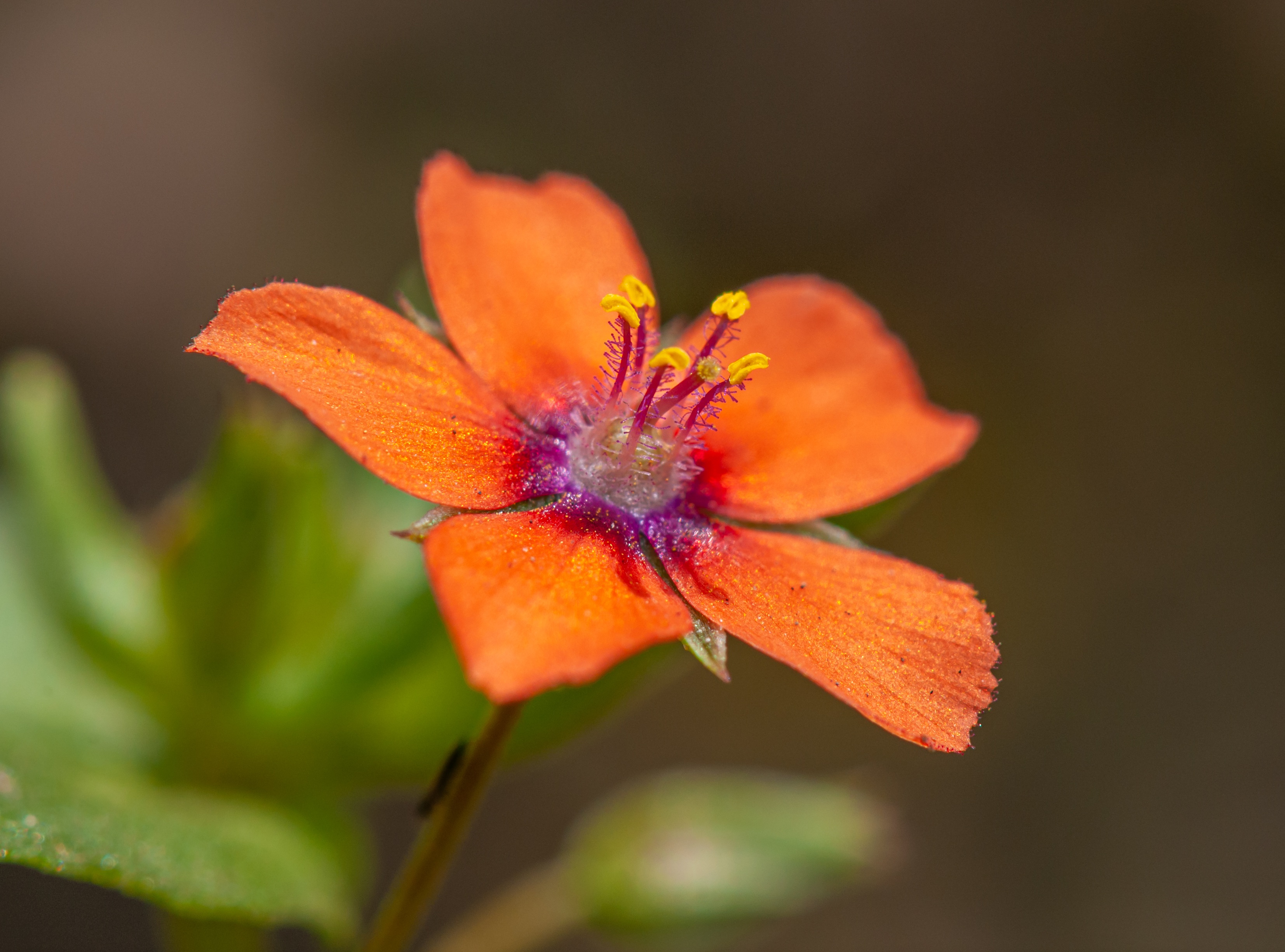 Фото цветы оранжевый макросъемка - бесплатные картинки на Fonwall