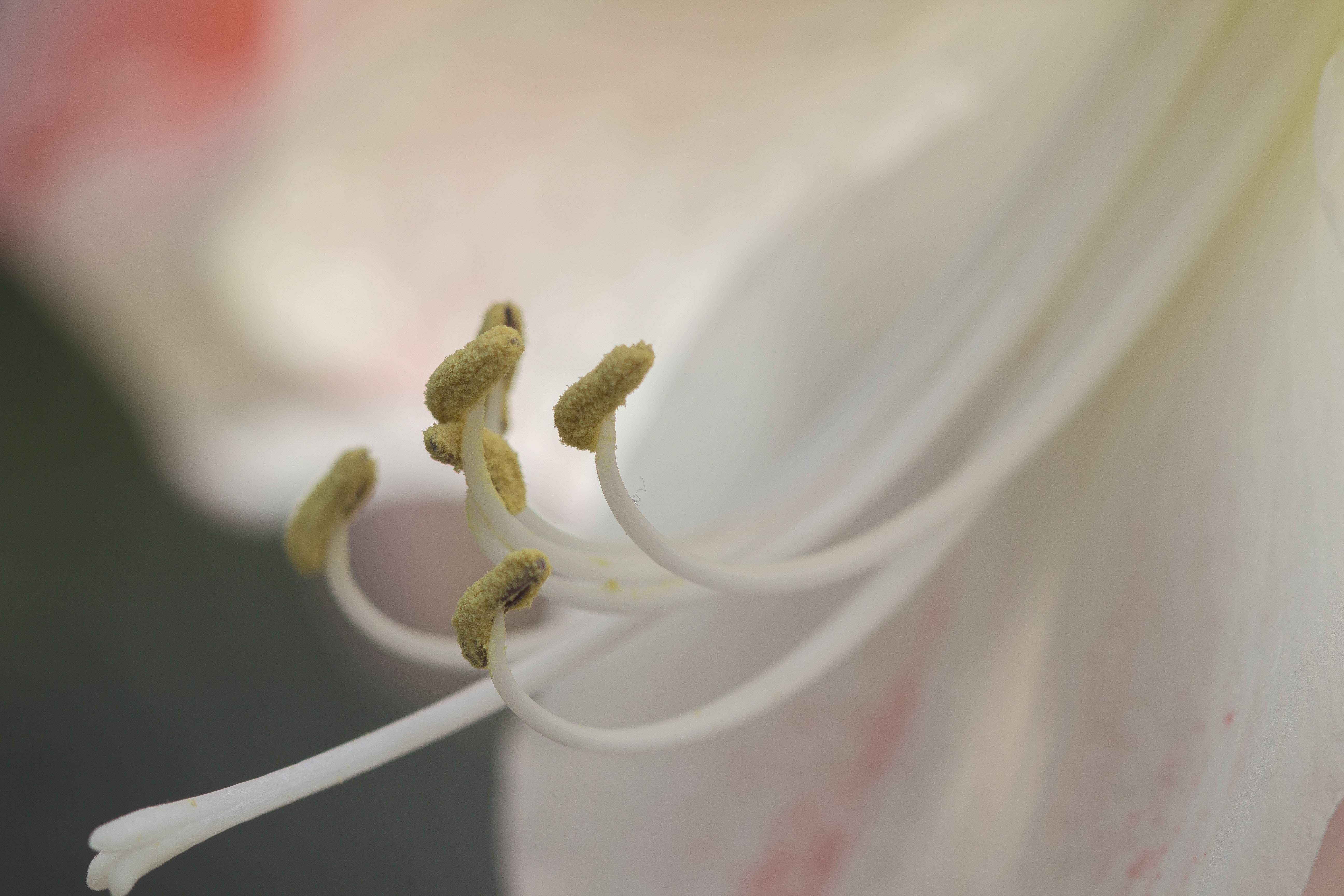 Фото бесплатно макро, тычинка, обои белый цветок