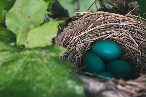 Blue eggs in the nest