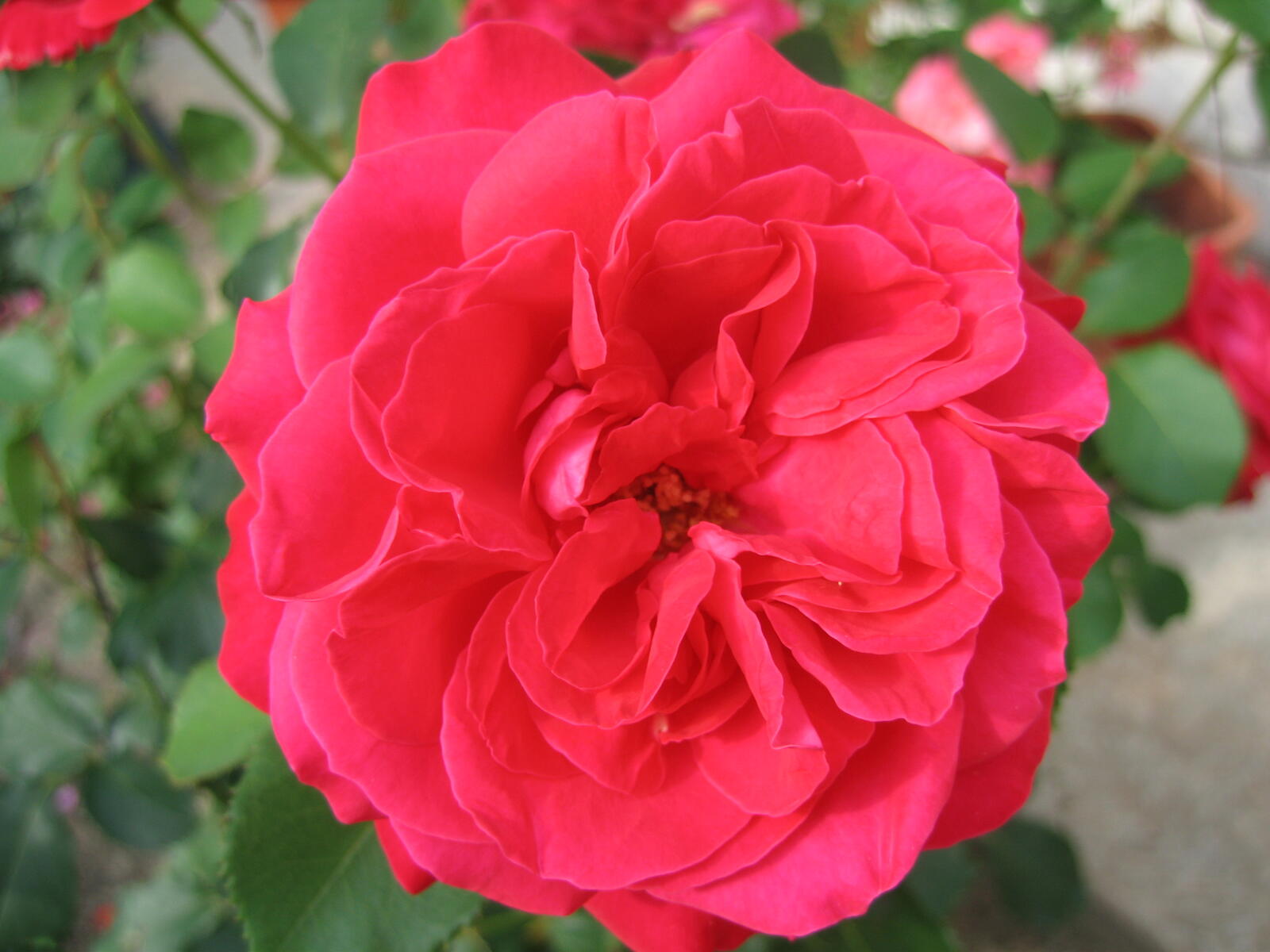 Бесплатное фото Роза в саду
