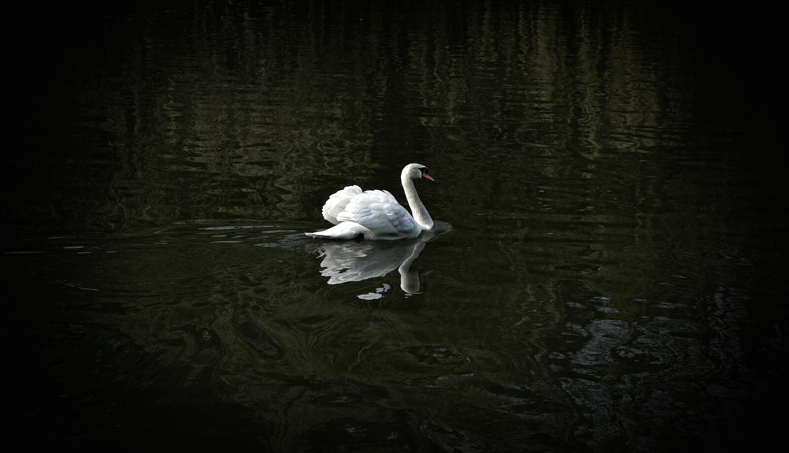 Бесплатное фото Одинокий белый лебедь плавает по озеру