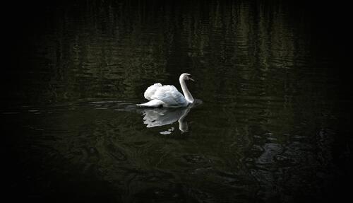 Одинокий белый лебедь плавает по озеру