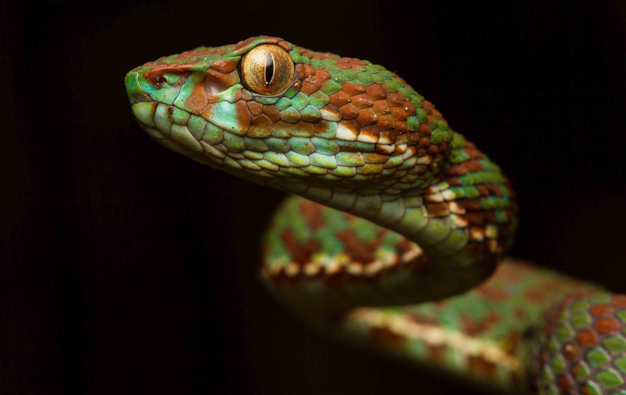 Wallpapers green snake macro viper on the desktop