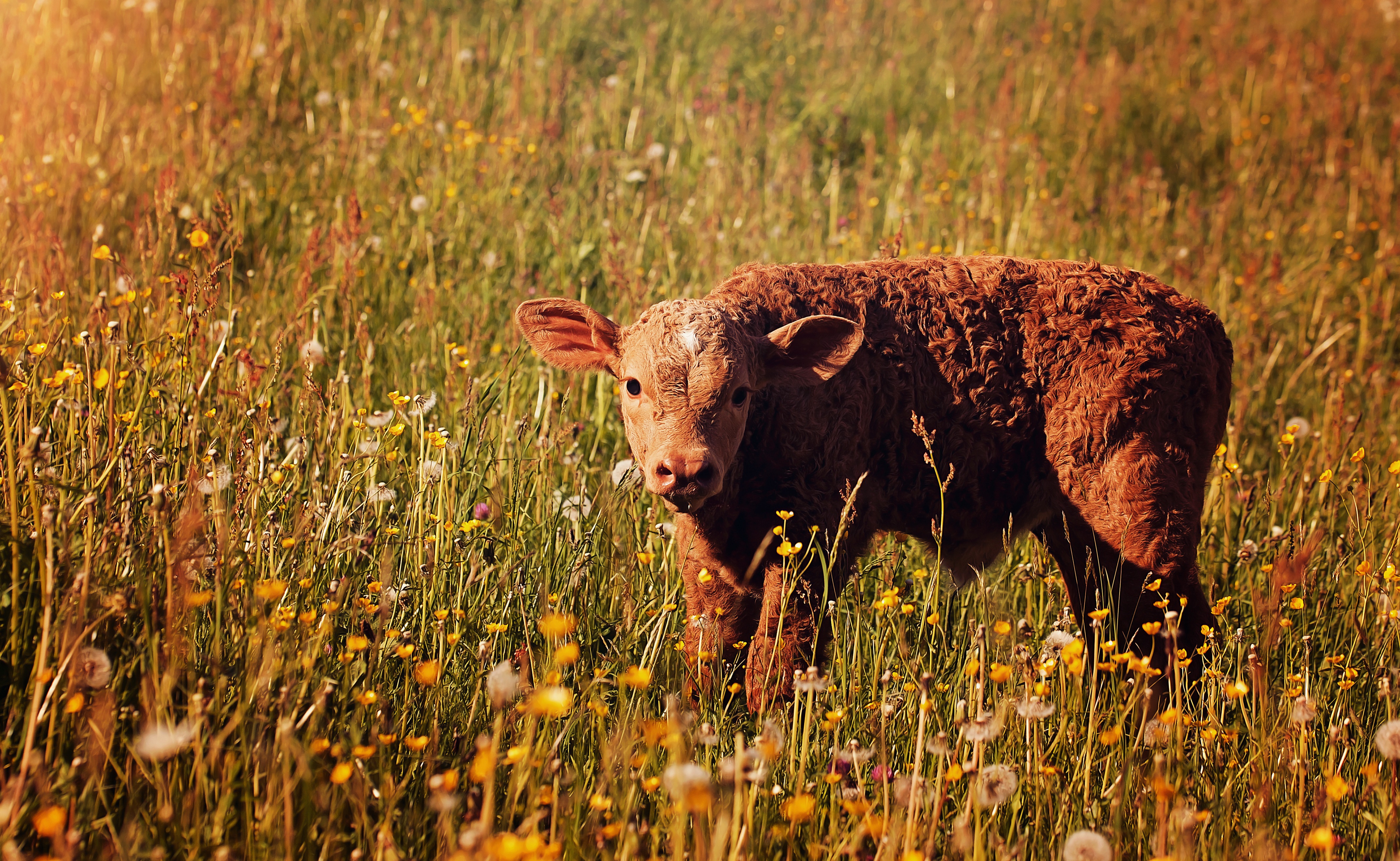 Фото сельское хозяйство скот крупный рогатый скот - бесплатные картинки на Fonwall
