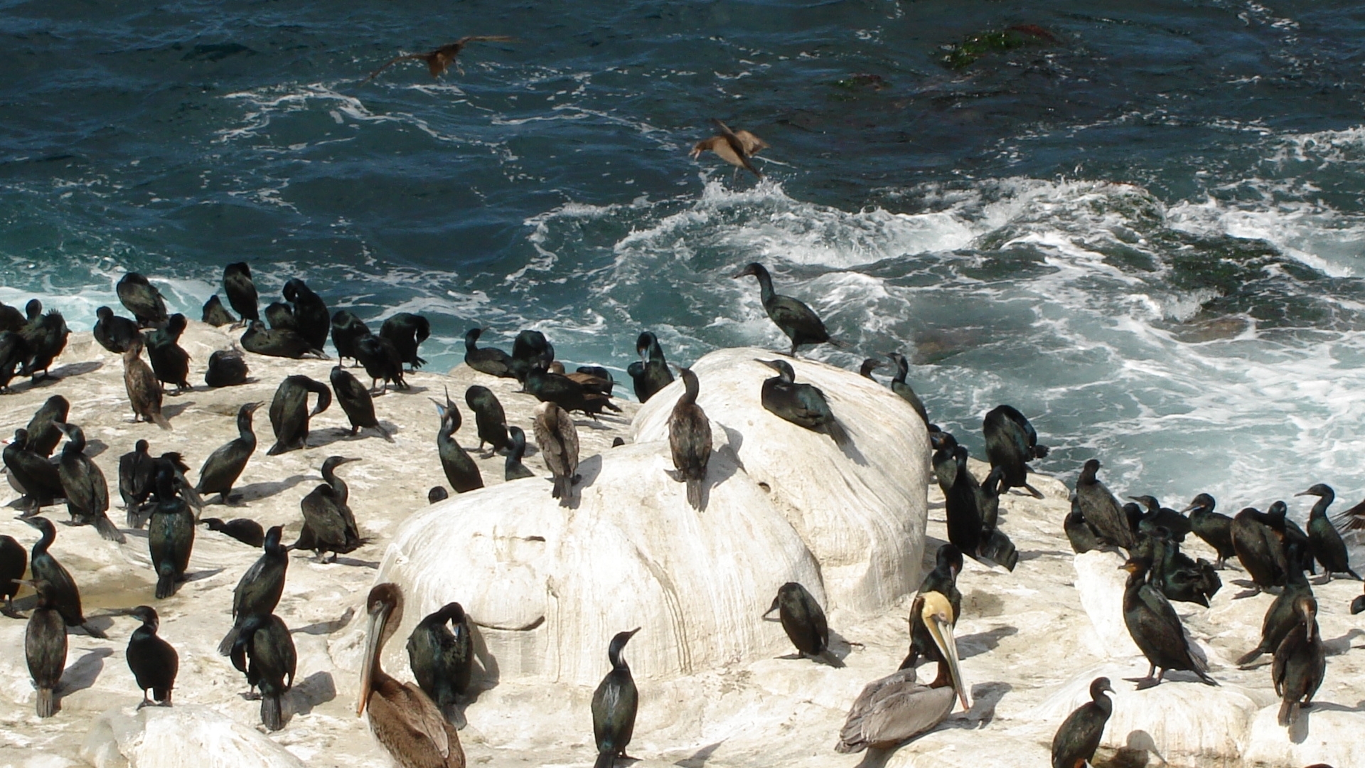 Фото бесплатно пингвины, лед, Антарктида