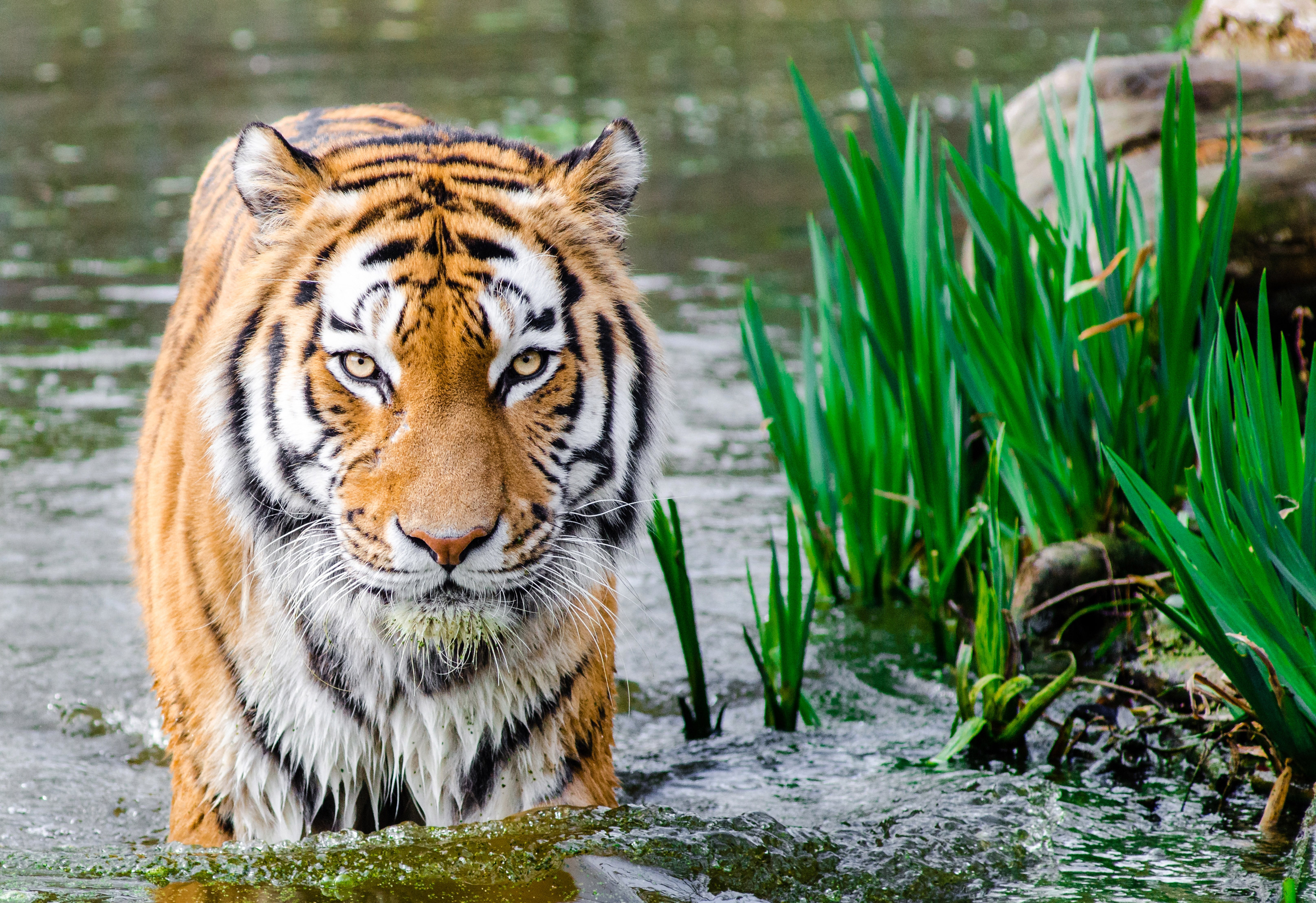 Фото бесплатно тигр, река, переходит реку в брод