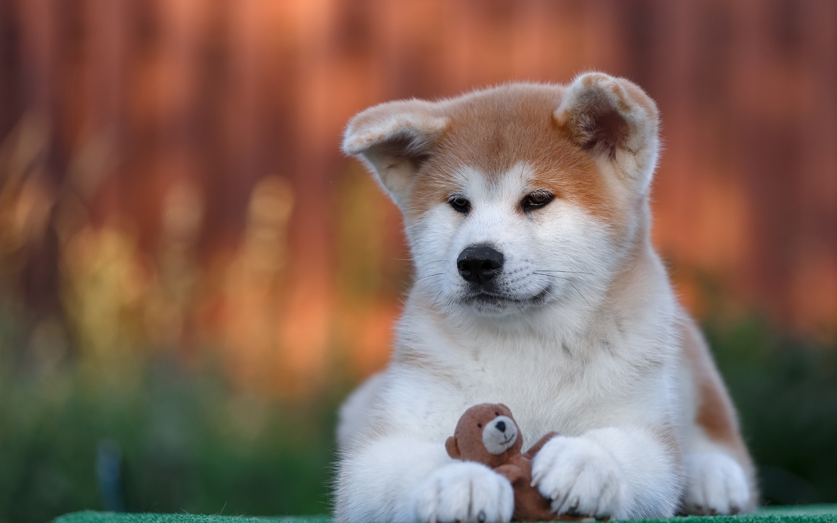 Фото бесплатно обои пушистая милая собака, игрушка медведь, пес