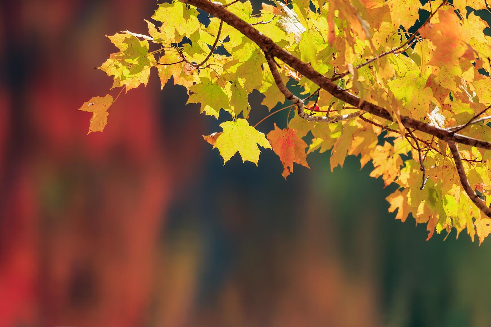 Wallpapers autumn leaves yellow fall on the desktop