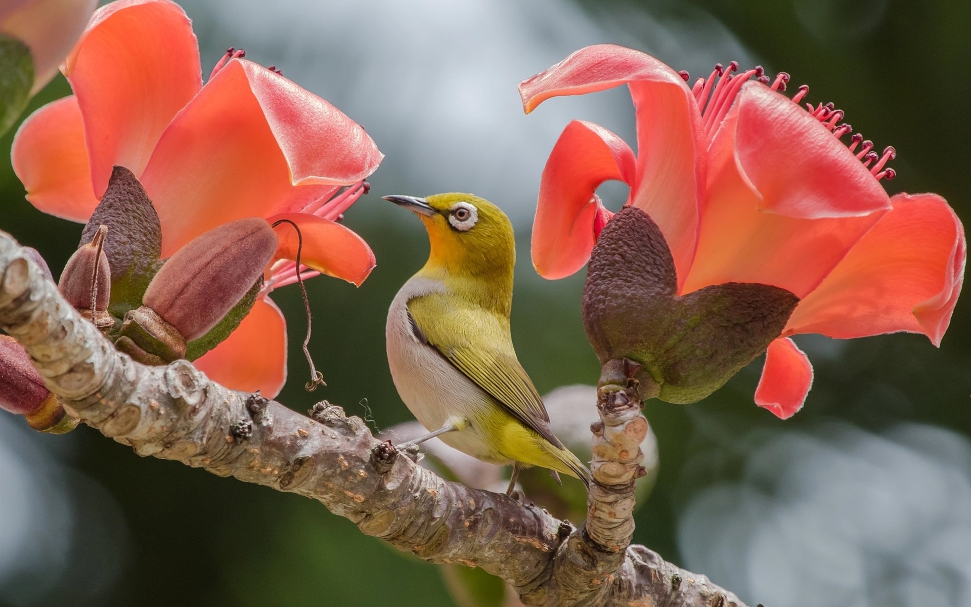 Фото бесплатно птица, розовые цветы, ветвь