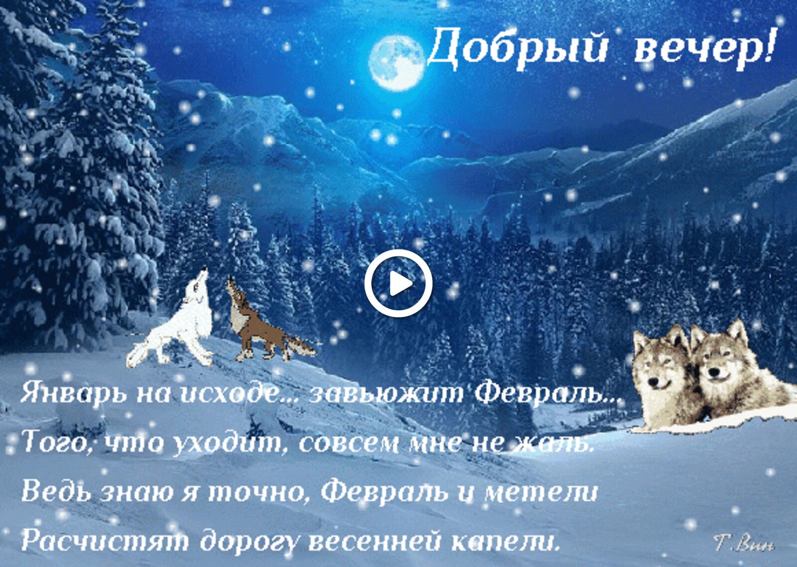A postcard on the subject of good evening good evening winter wolves for free