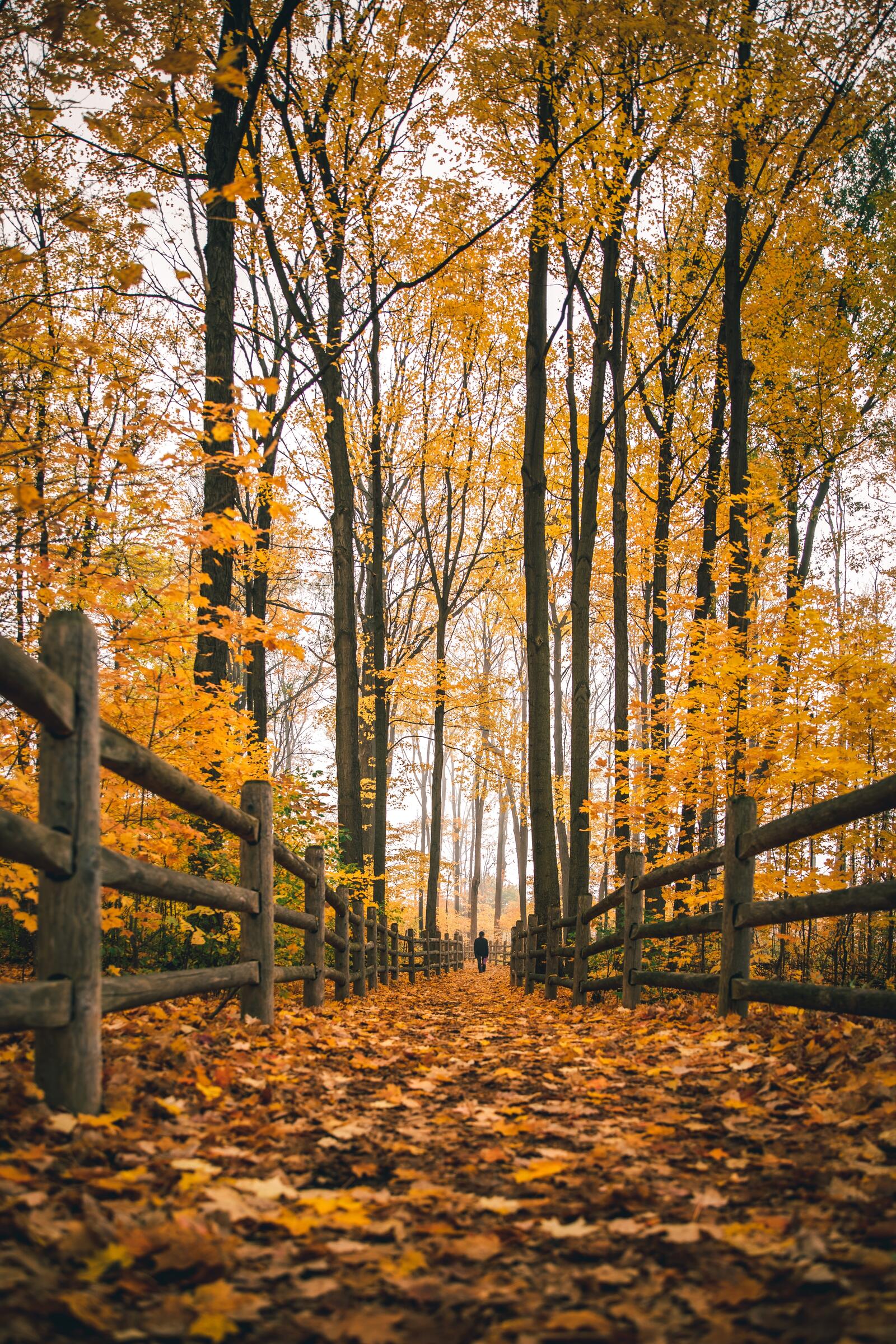 免费照片秋天森林中的一条路