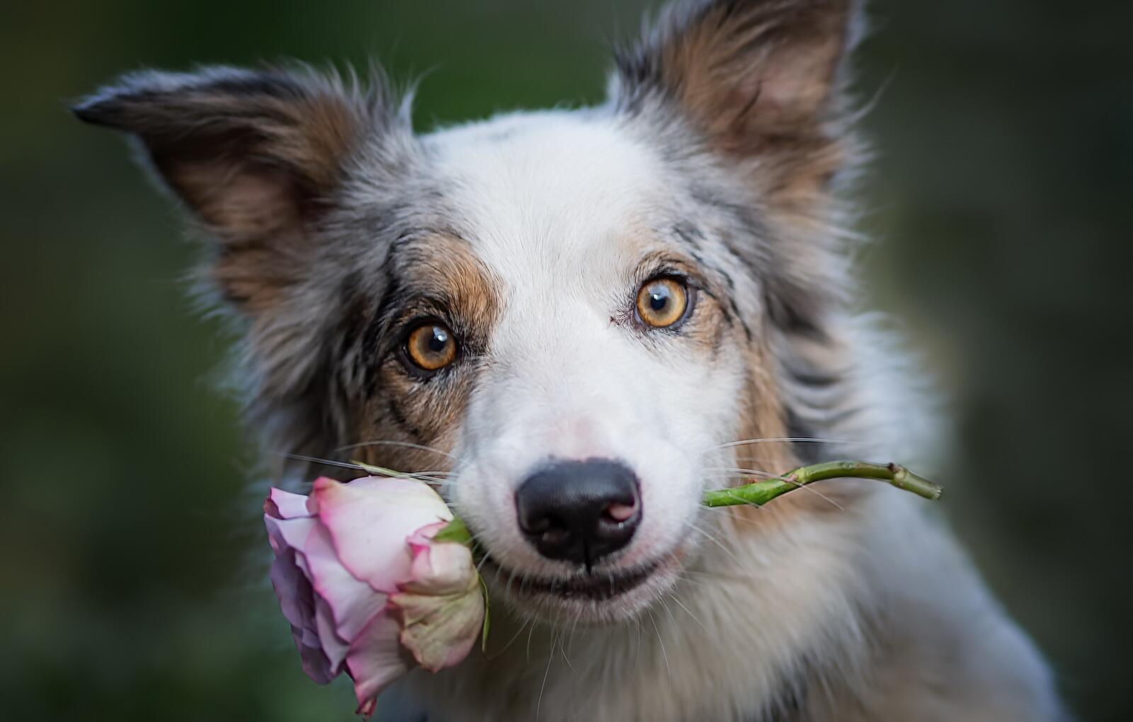 Wallpapers dog pink rose cute on the desktop