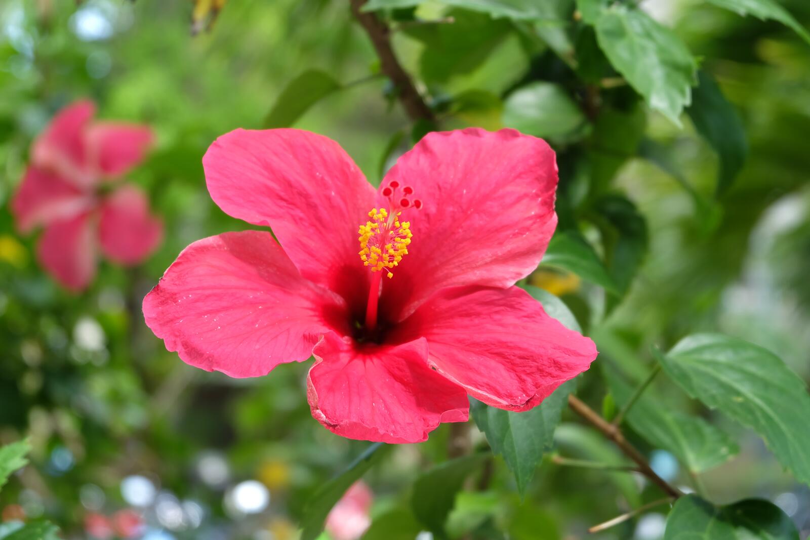 Wallpapers flower pink color hibiscus on the desktop