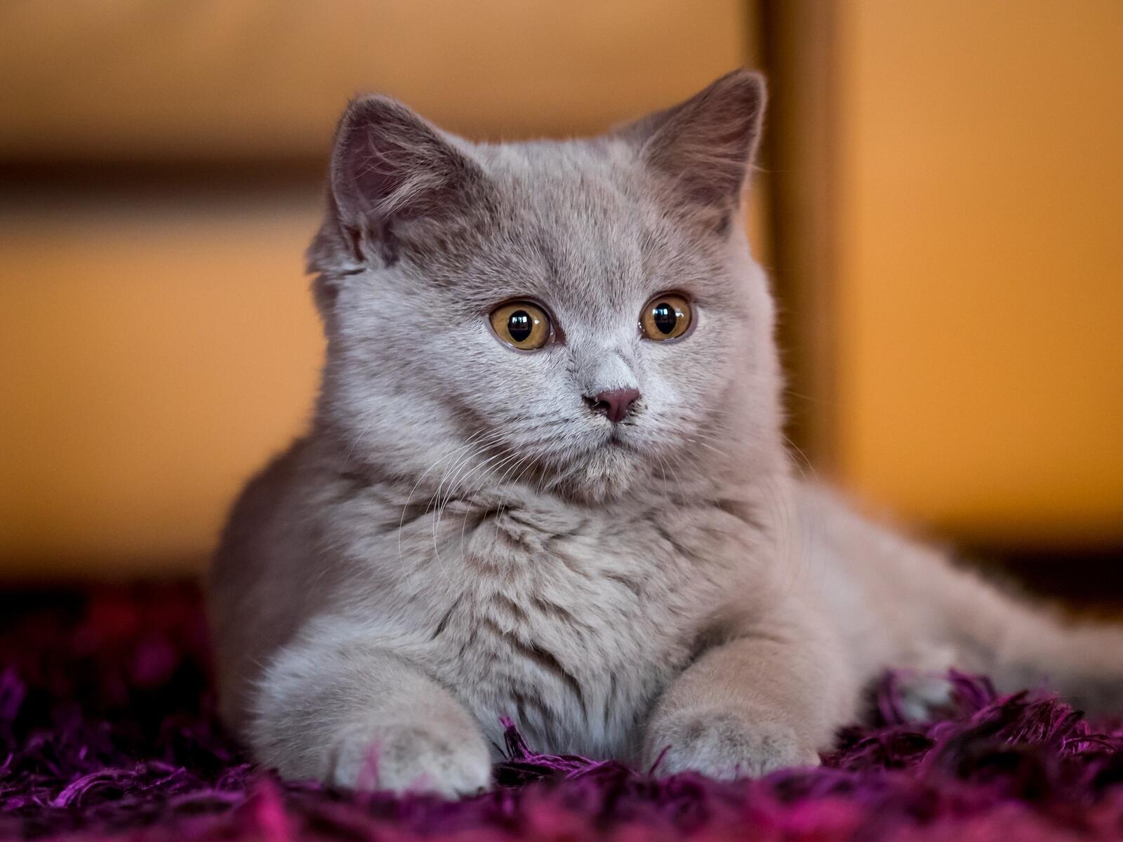 免费照片一只惊喜的毛茸茸的小猫