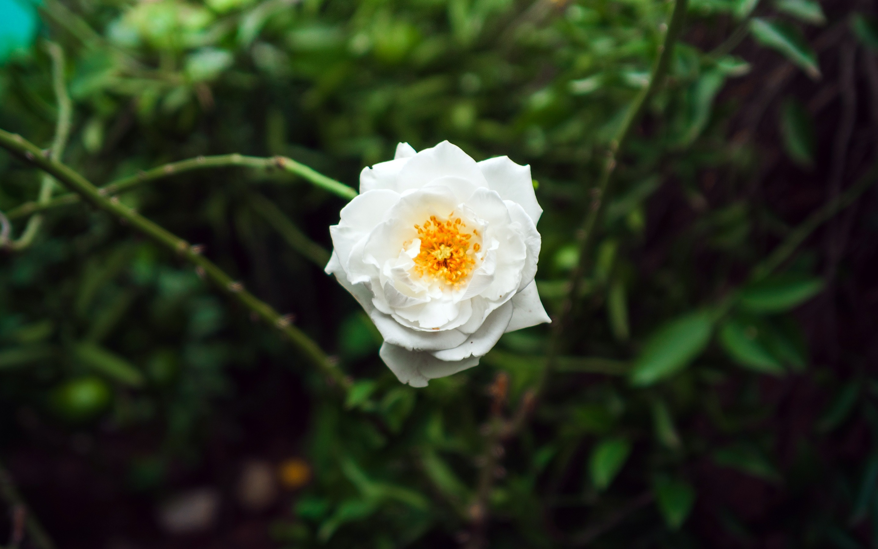 Дикая белая роза