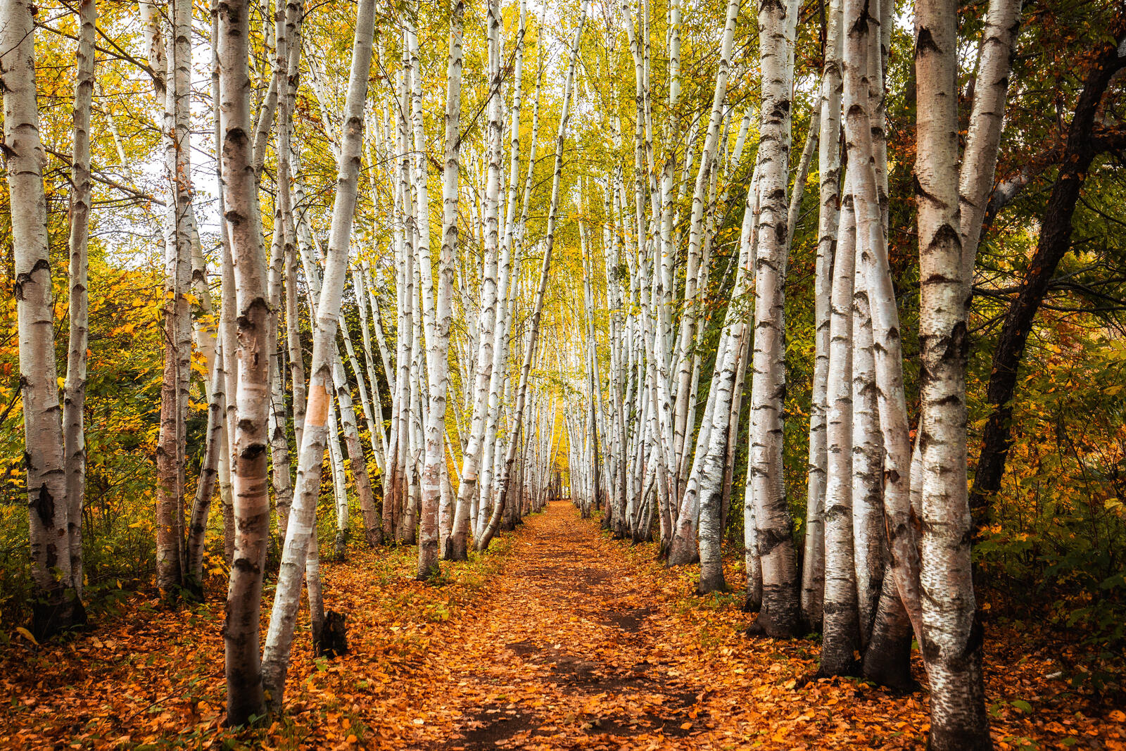 Free photo Download photo autumn leaves, forest