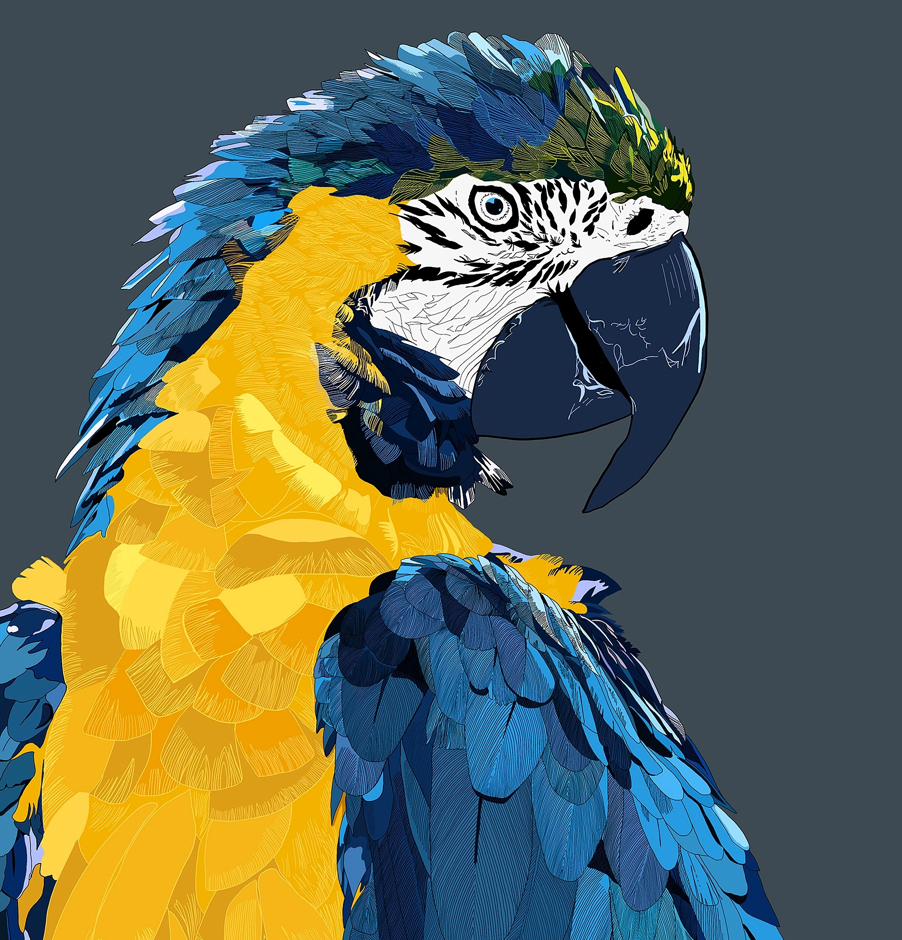 Wallpapers digital art parrot birds on the desktop