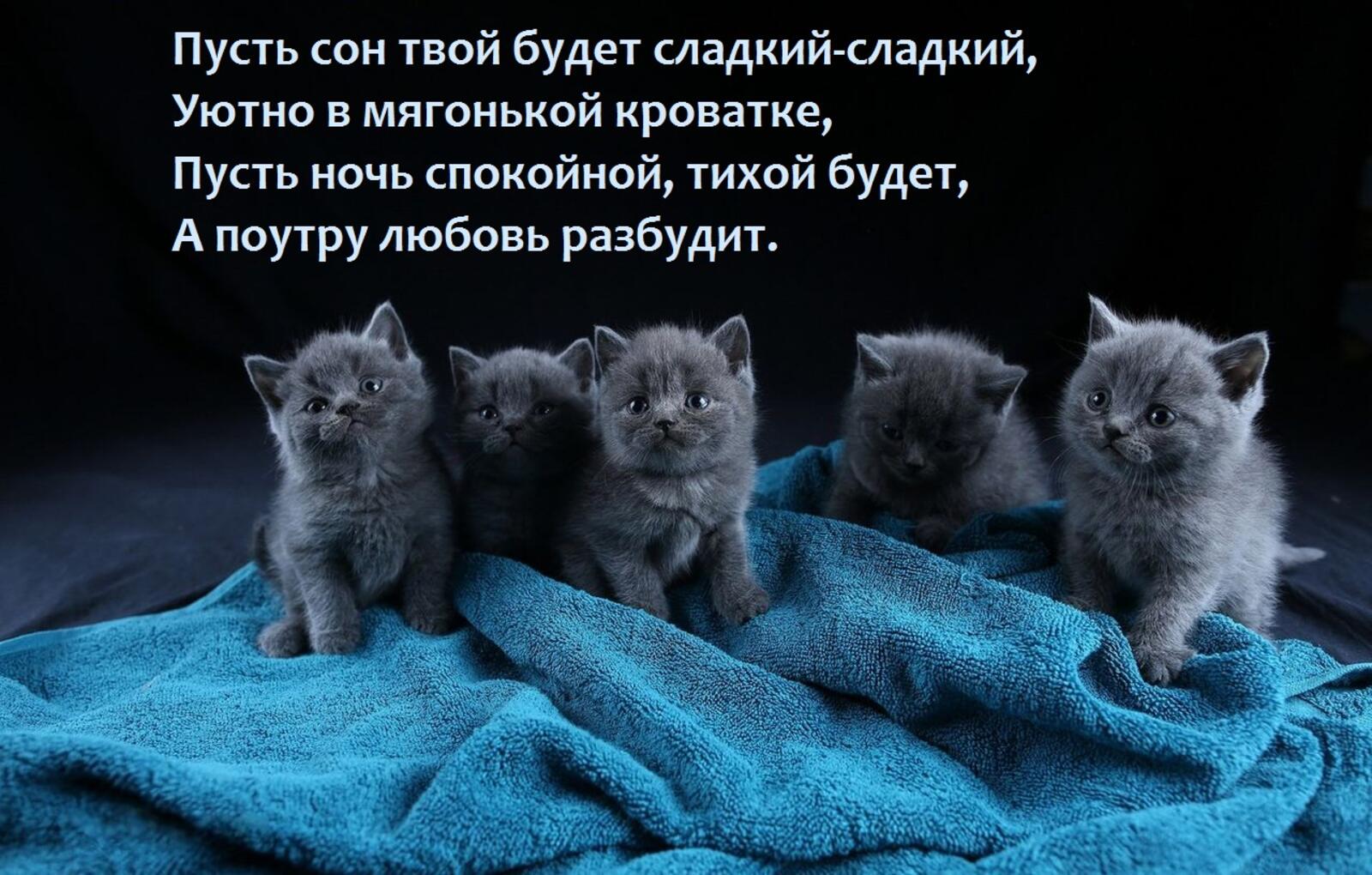 kittens blanket cats