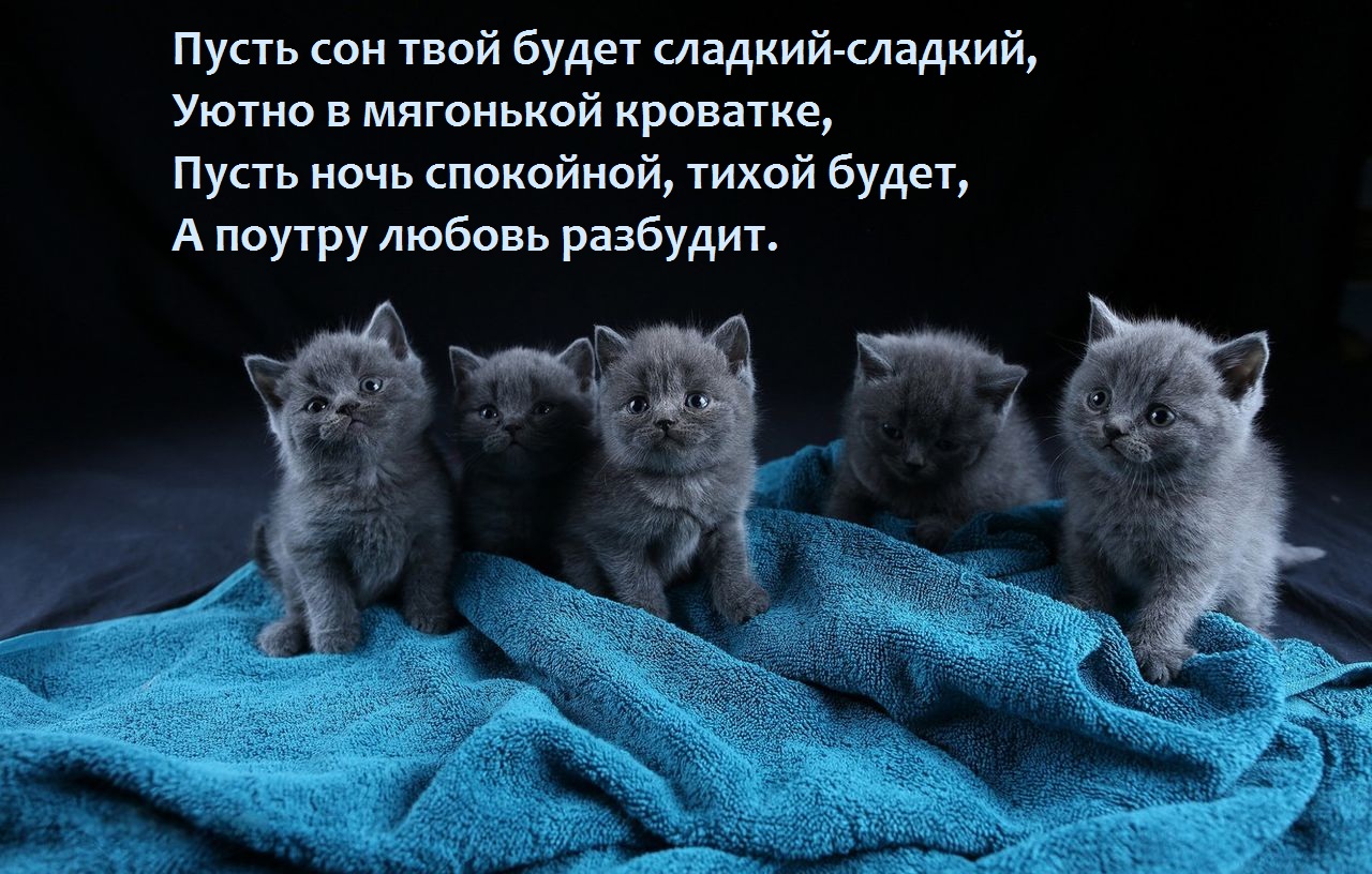 Открытка на тему котята одеяло кошки бесплатно