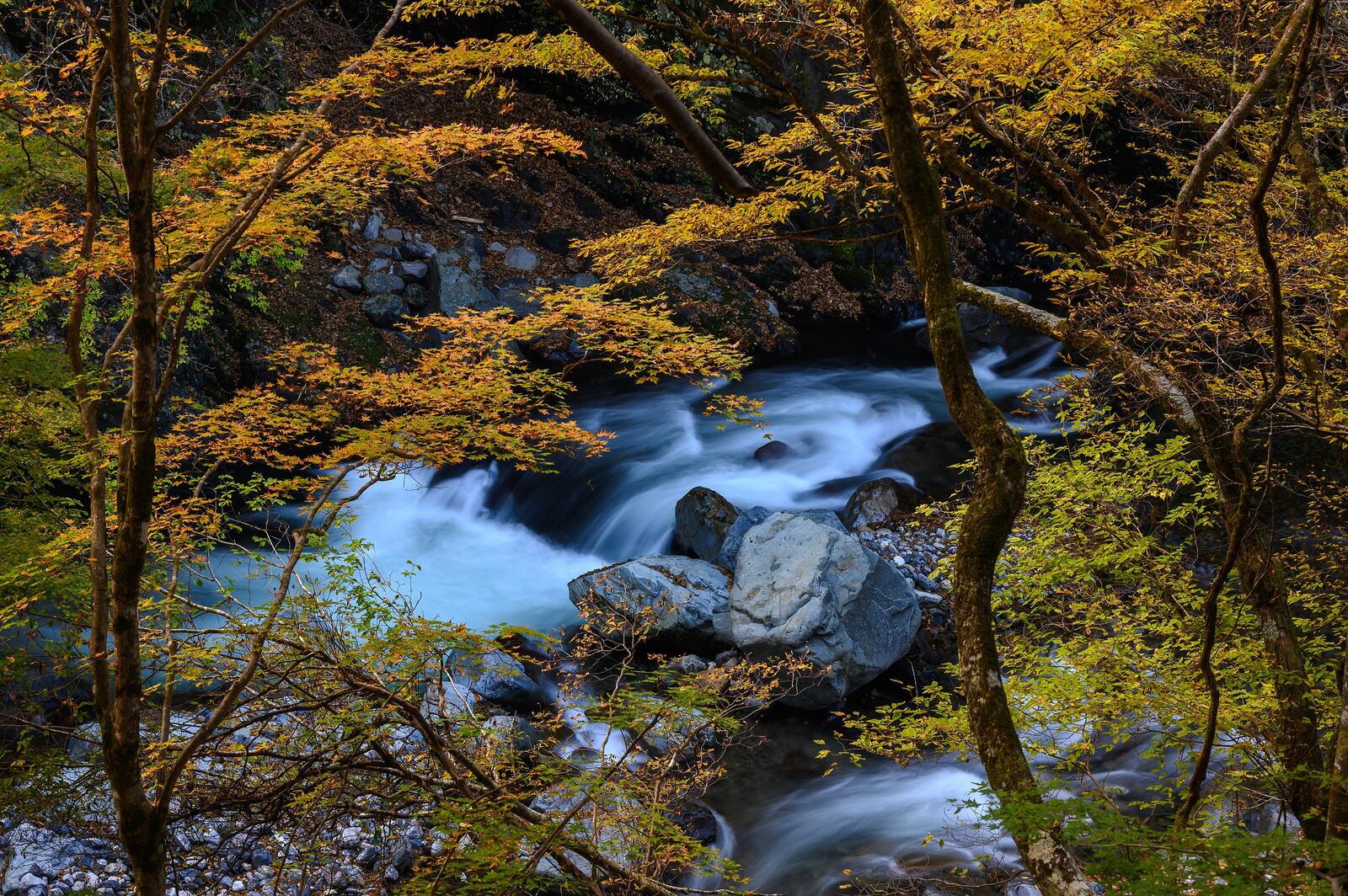 Wallpapers nature Japan forests on the desktop