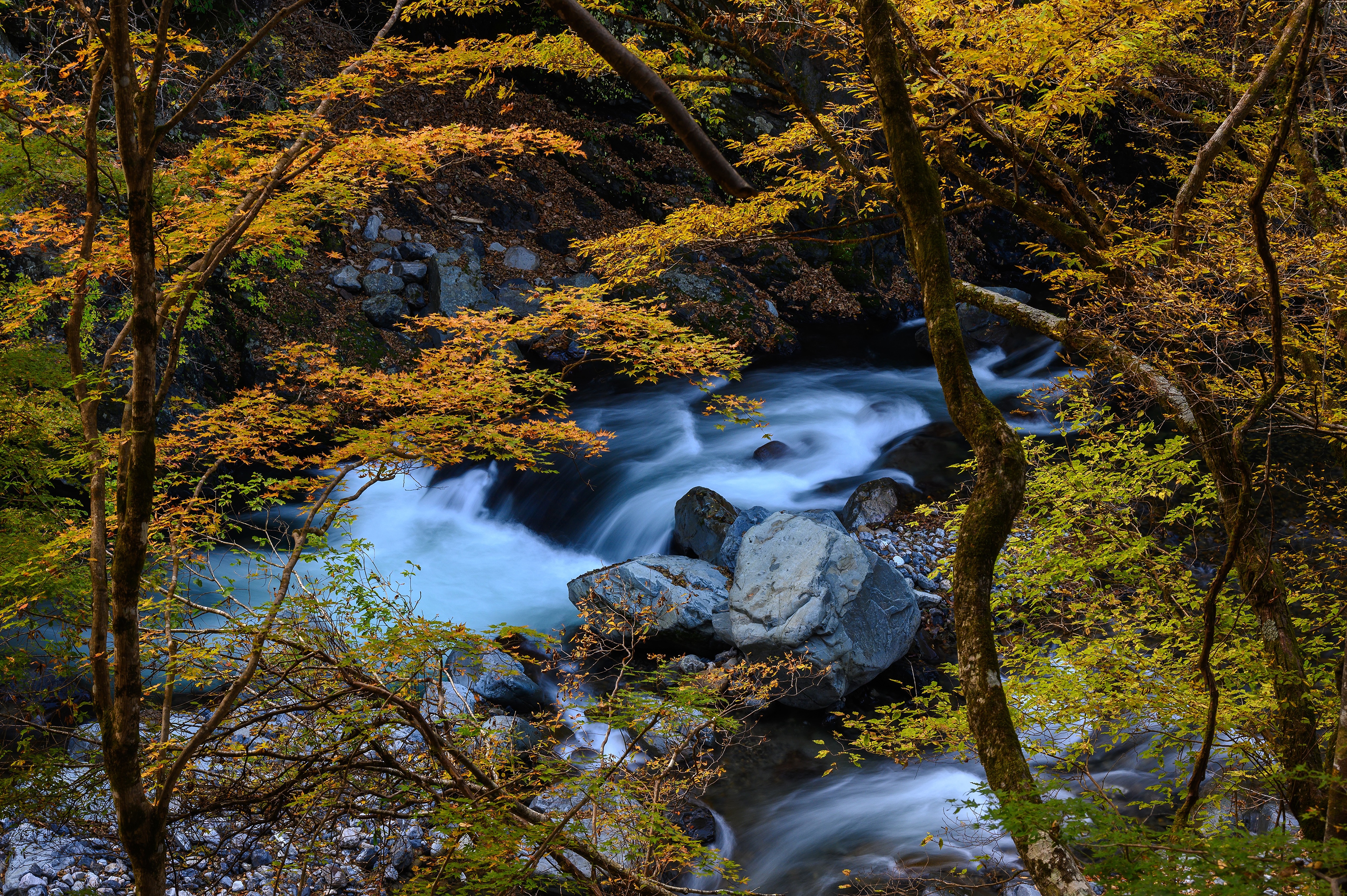 Wallpapers nature Japan forests on the desktop