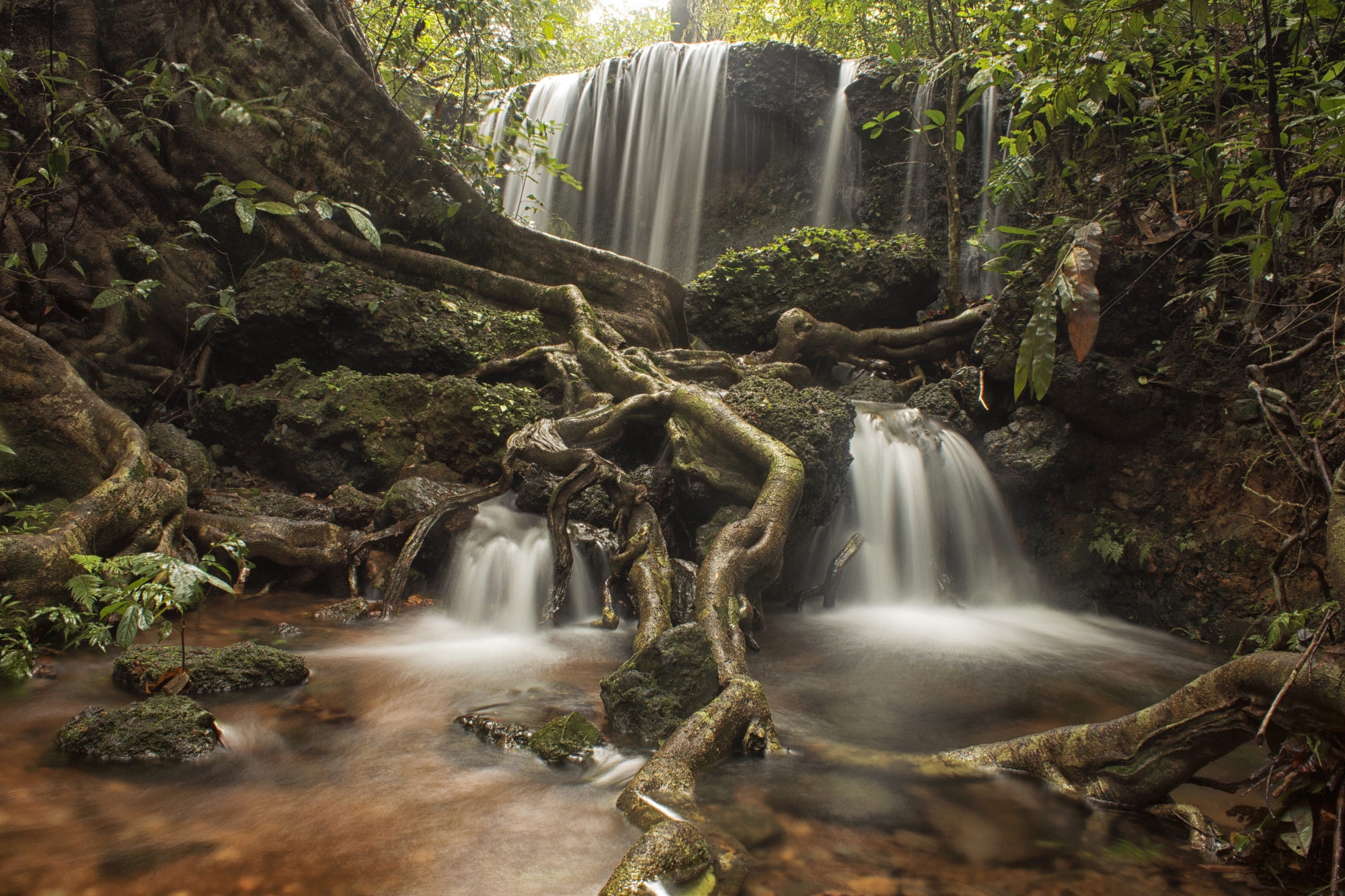 Фото бесплатно обои водопад, лес, деревья
