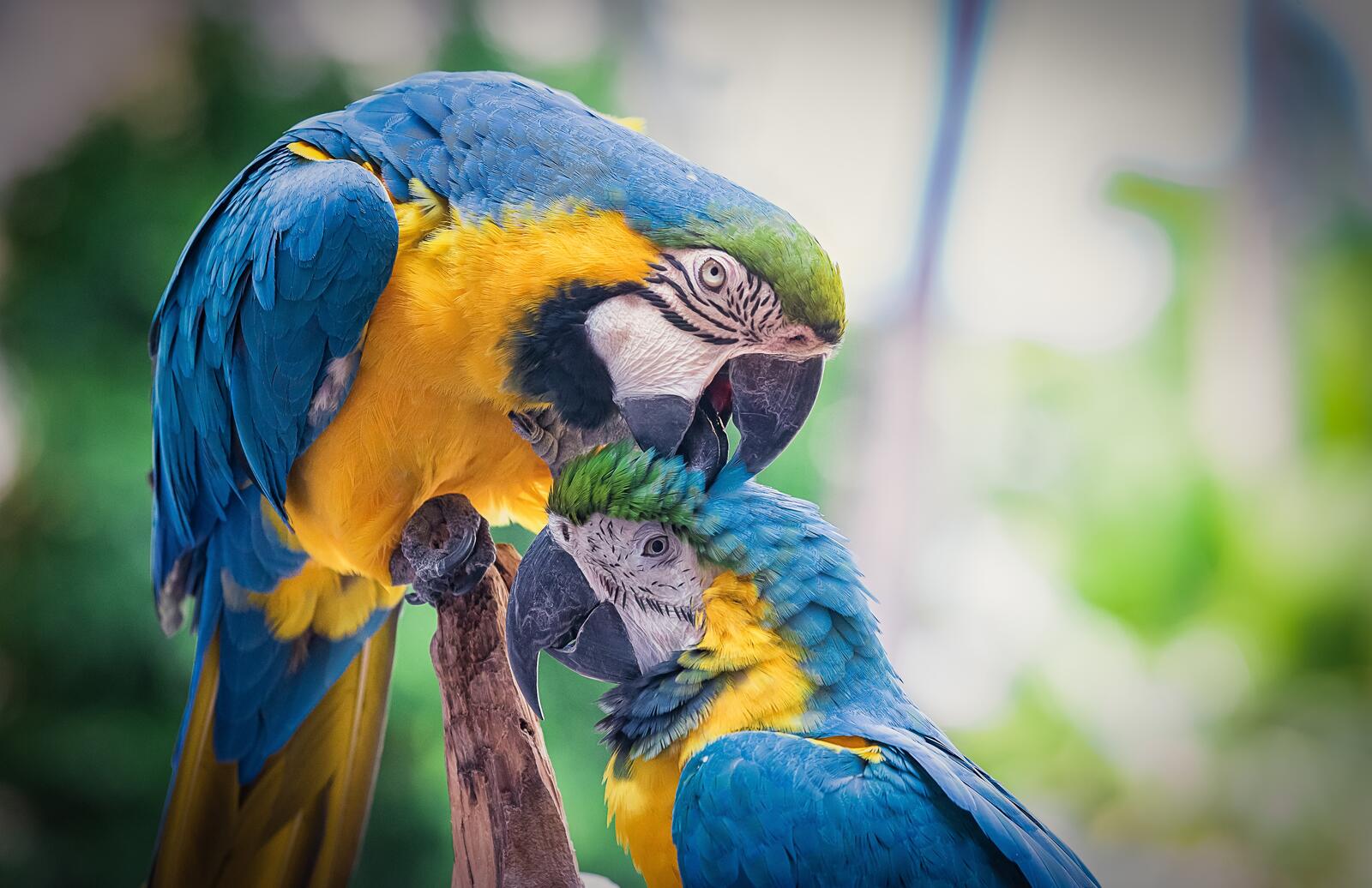Wallpapers Blue Macaw parrots birds on the desktop