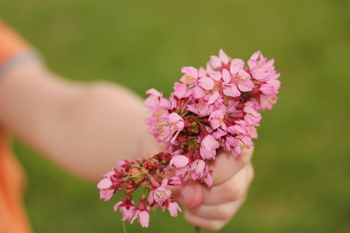 Маленькие розовые цветочки в руке