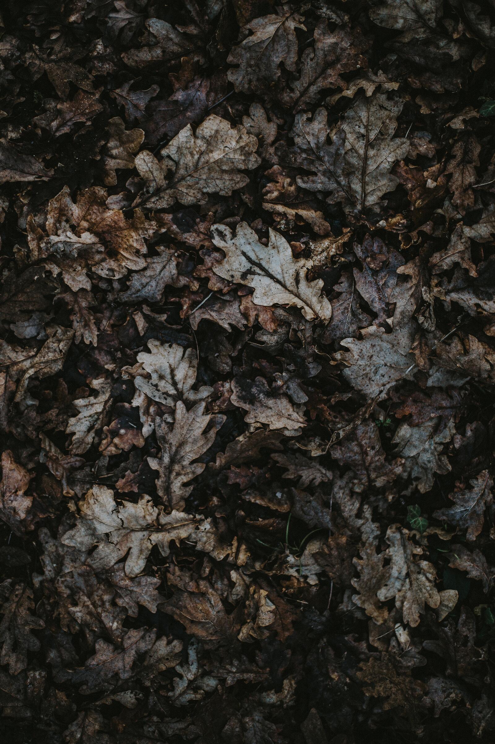 Бесплатное фото Листья дуба