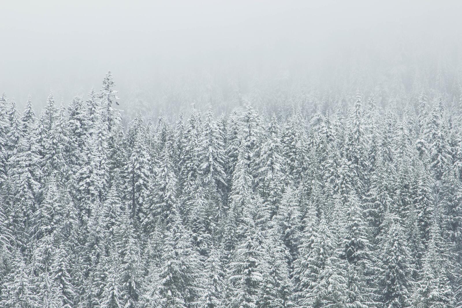 Wallpapers cold tree foggy on the desktop
