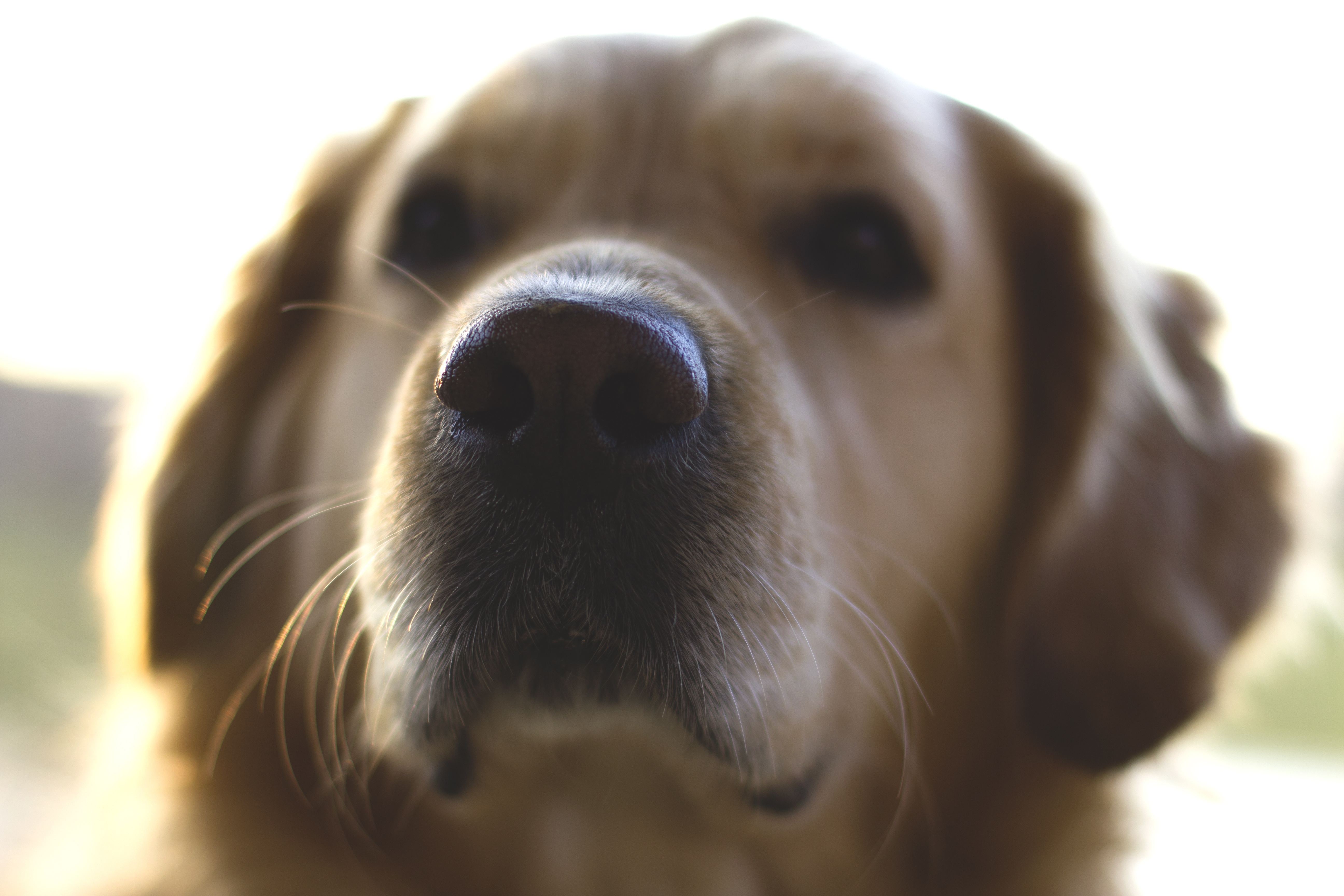 Фото бесплатно собака, размытый, нос