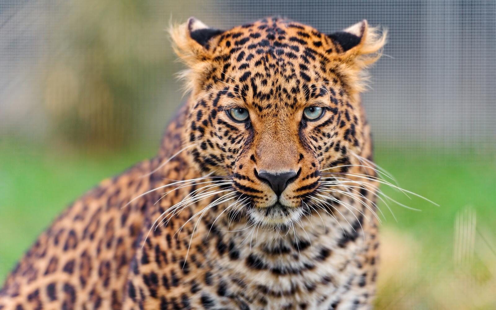 Wallpapers leopard majestic big cats on the desktop