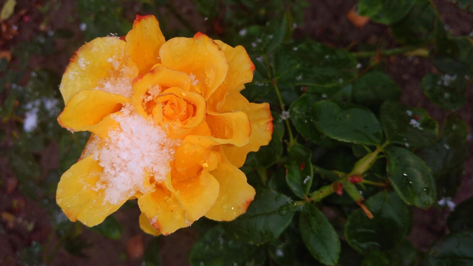 Обои обои желтые розы снег лепестки на рабочий стол