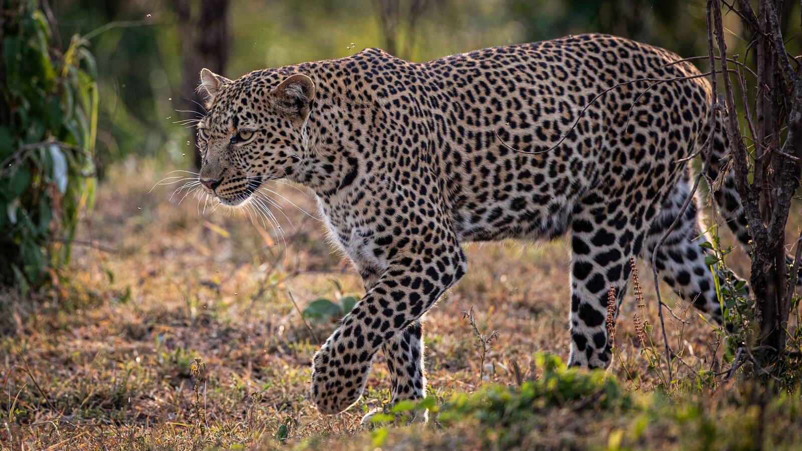 Бесплатное фото Леопард гуляет по лугу