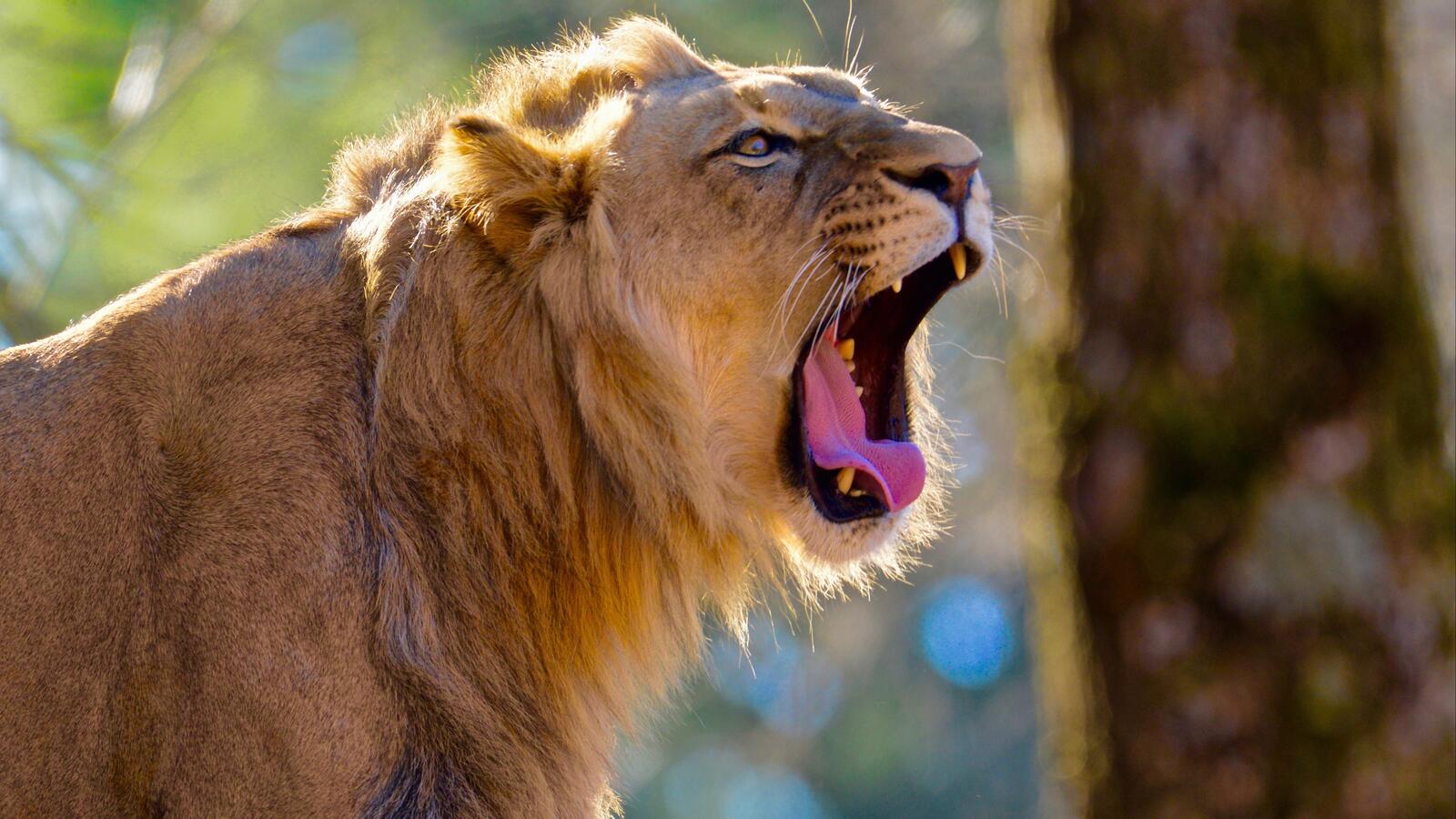 Wallpapers lion majestic yawn on the desktop