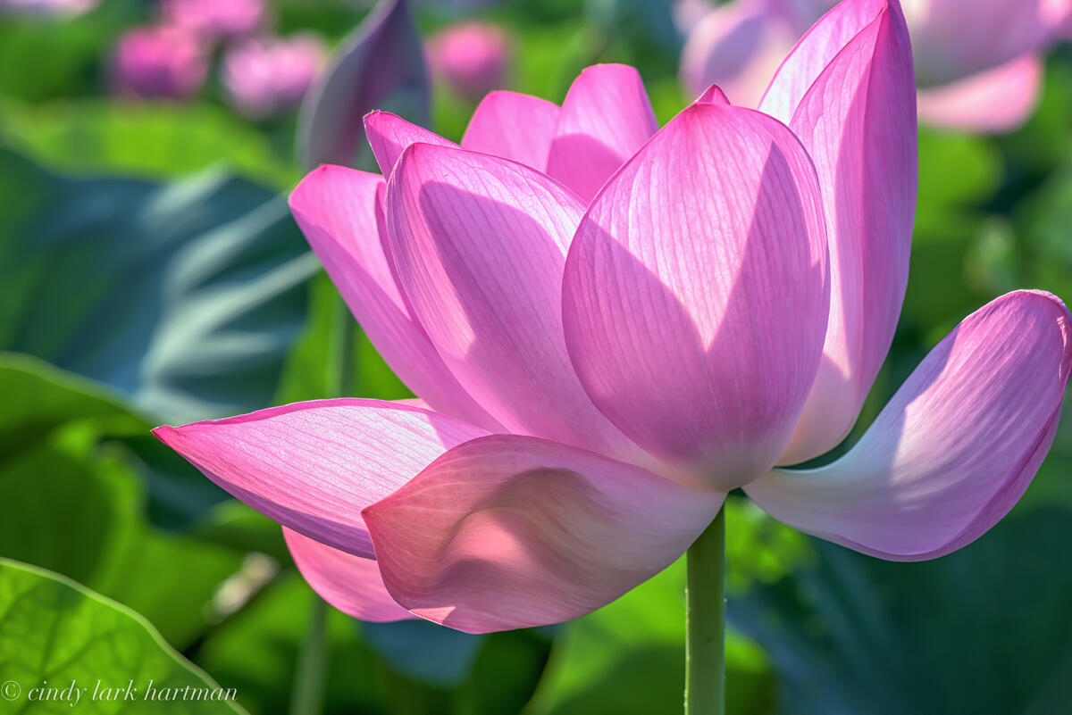Lotus flower in the sun
