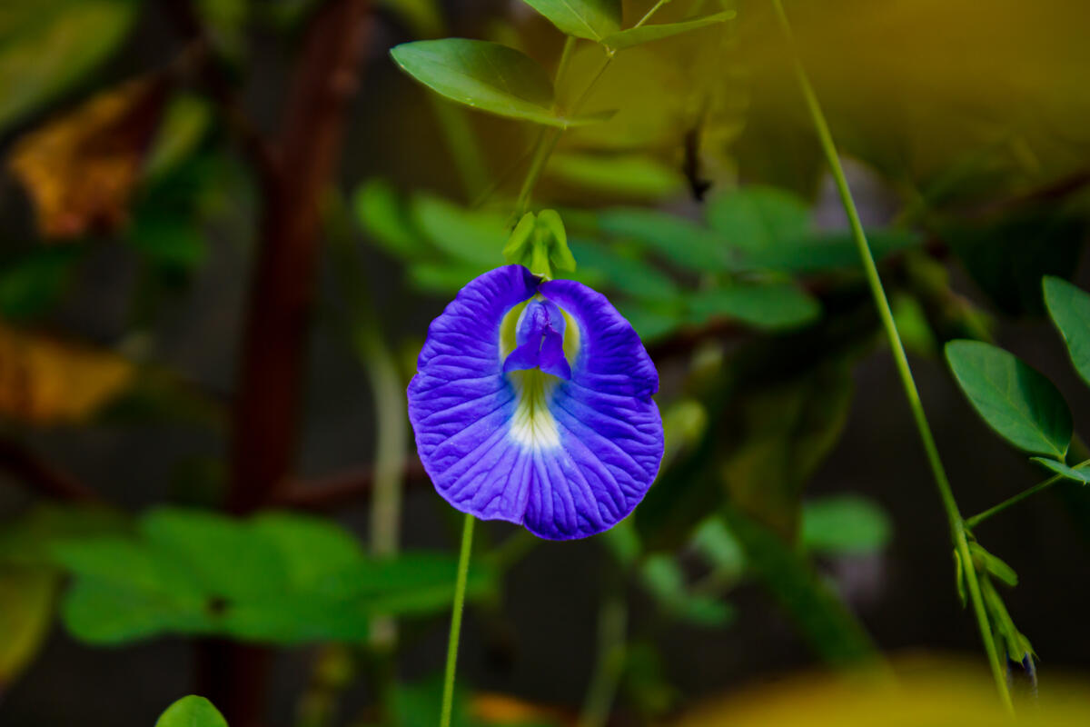 Синий не обычный цветок