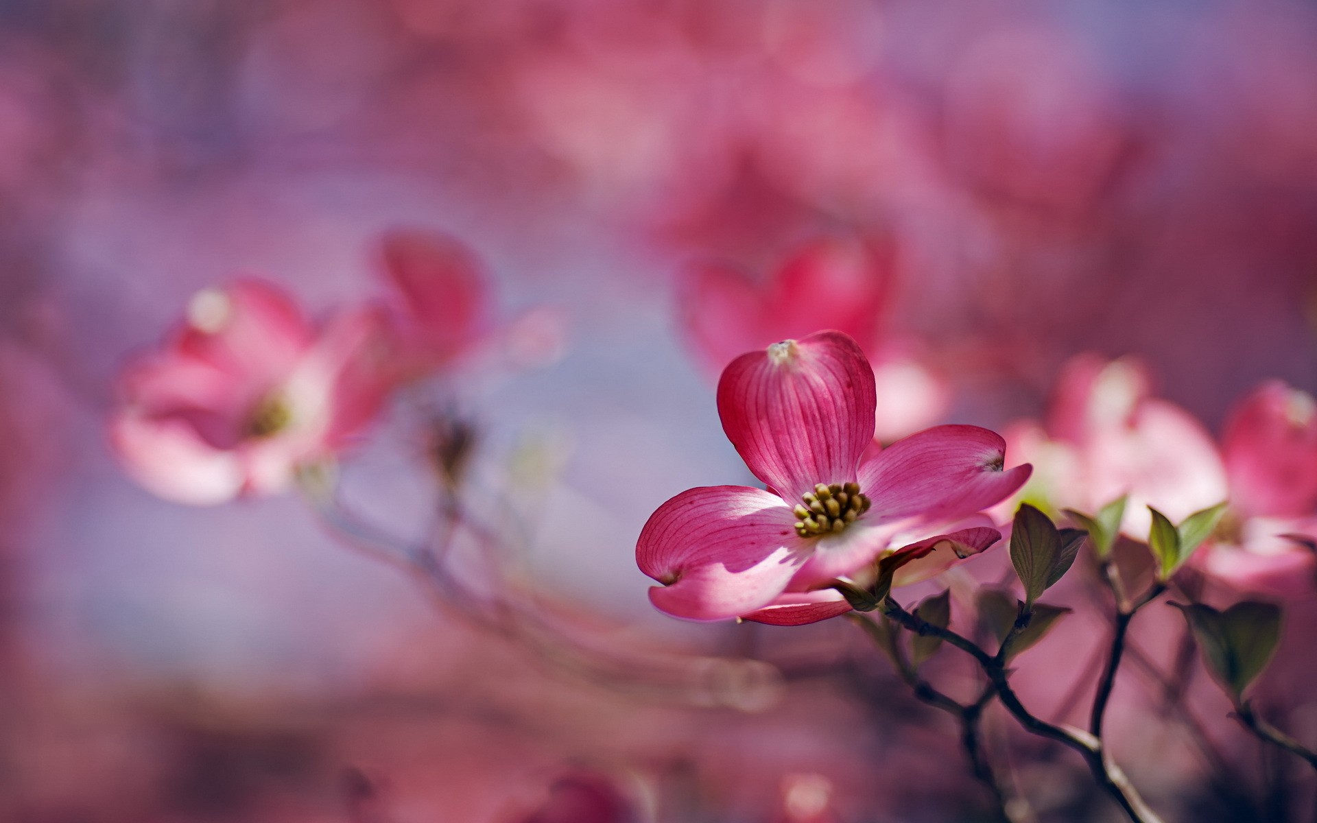 Бесплатное фото Стебли с розовыми цветочками