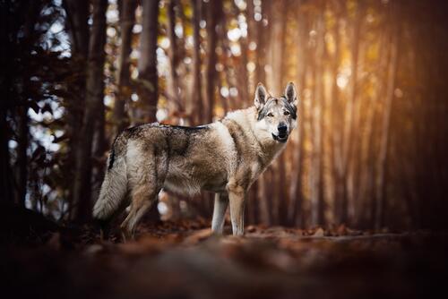 A wolf walks through the woods