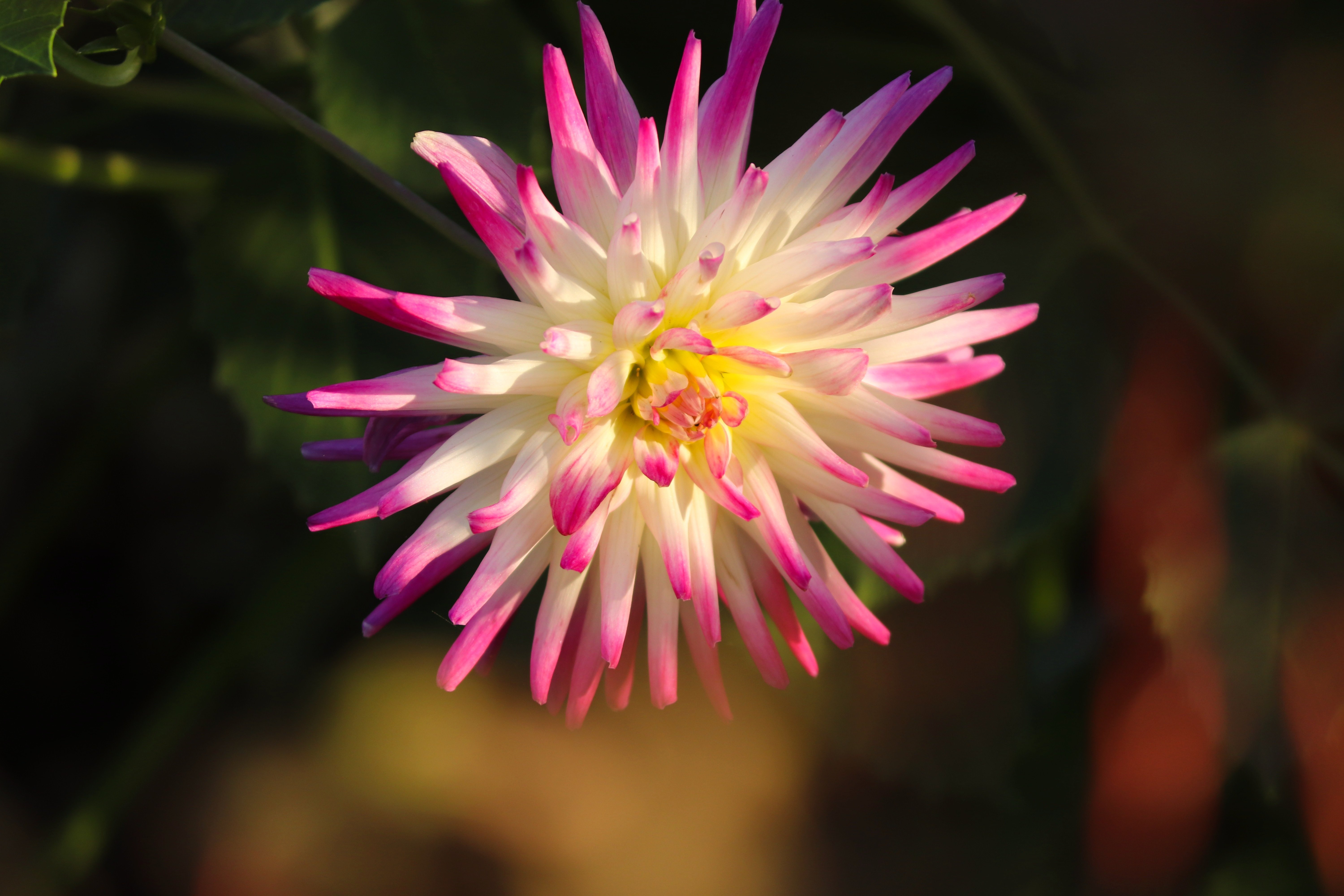 Wallpapers flowers pink color dahlias on the desktop