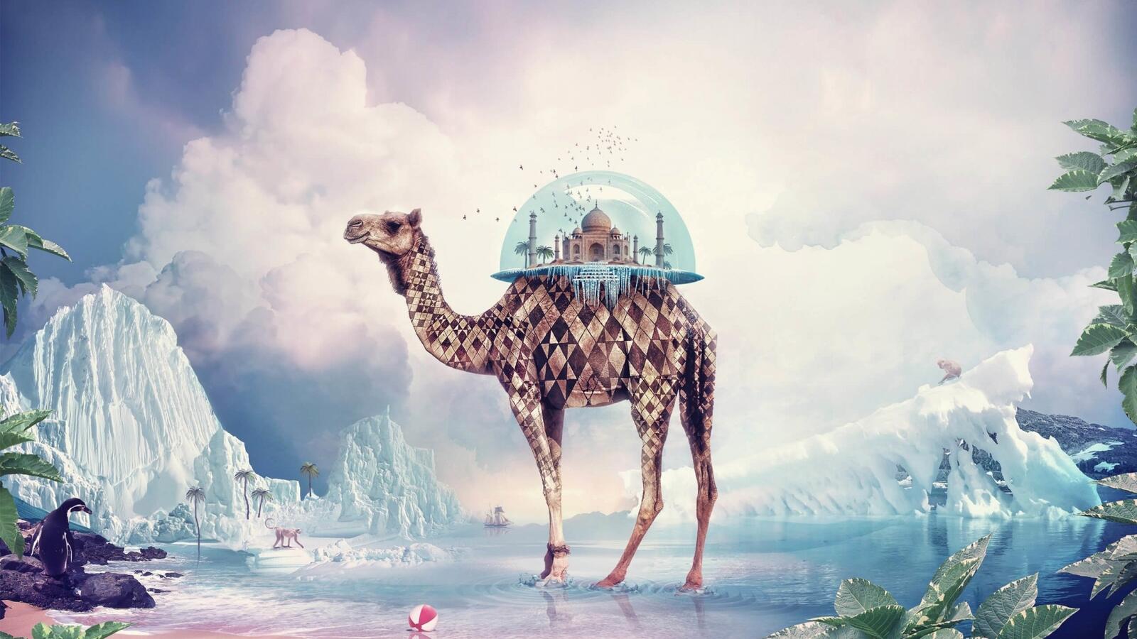 Wallpapers photoshop giraffe penguin on the desktop