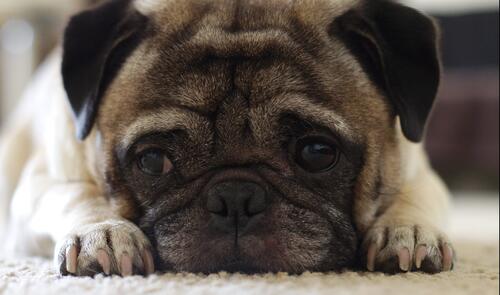 A distraught pug lying on the floor